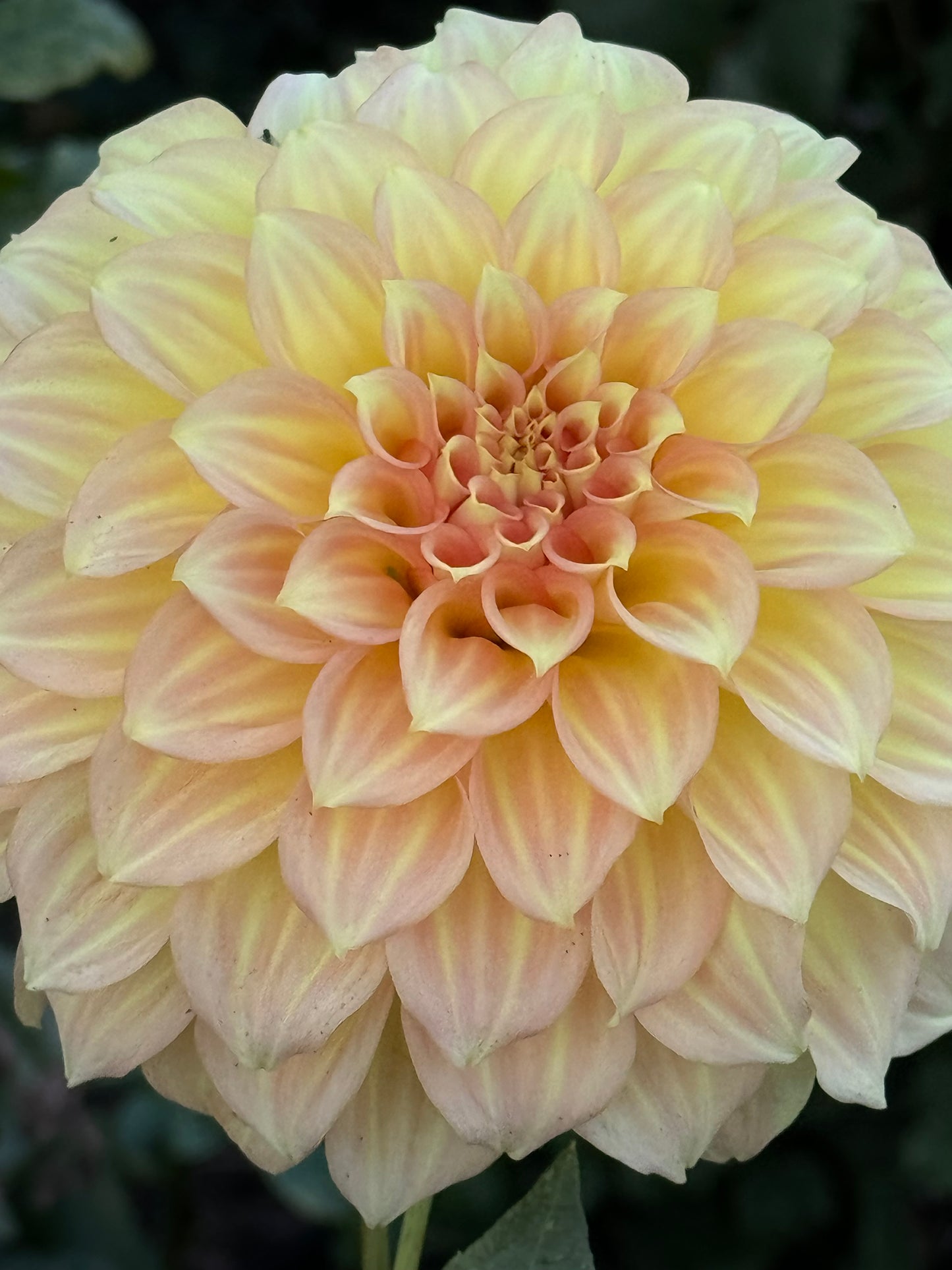 Jenna’s Love Dahlia