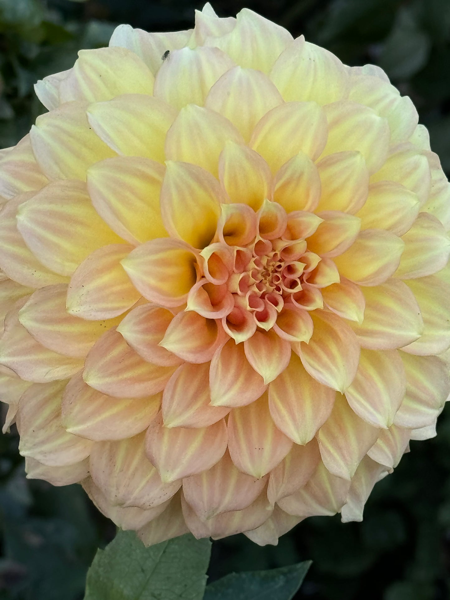 Jenna’s Love Dahlia