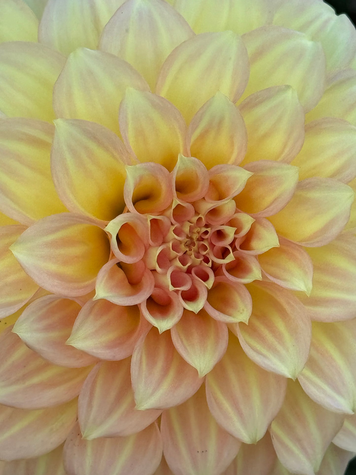 Jenna’s Love Dahlia