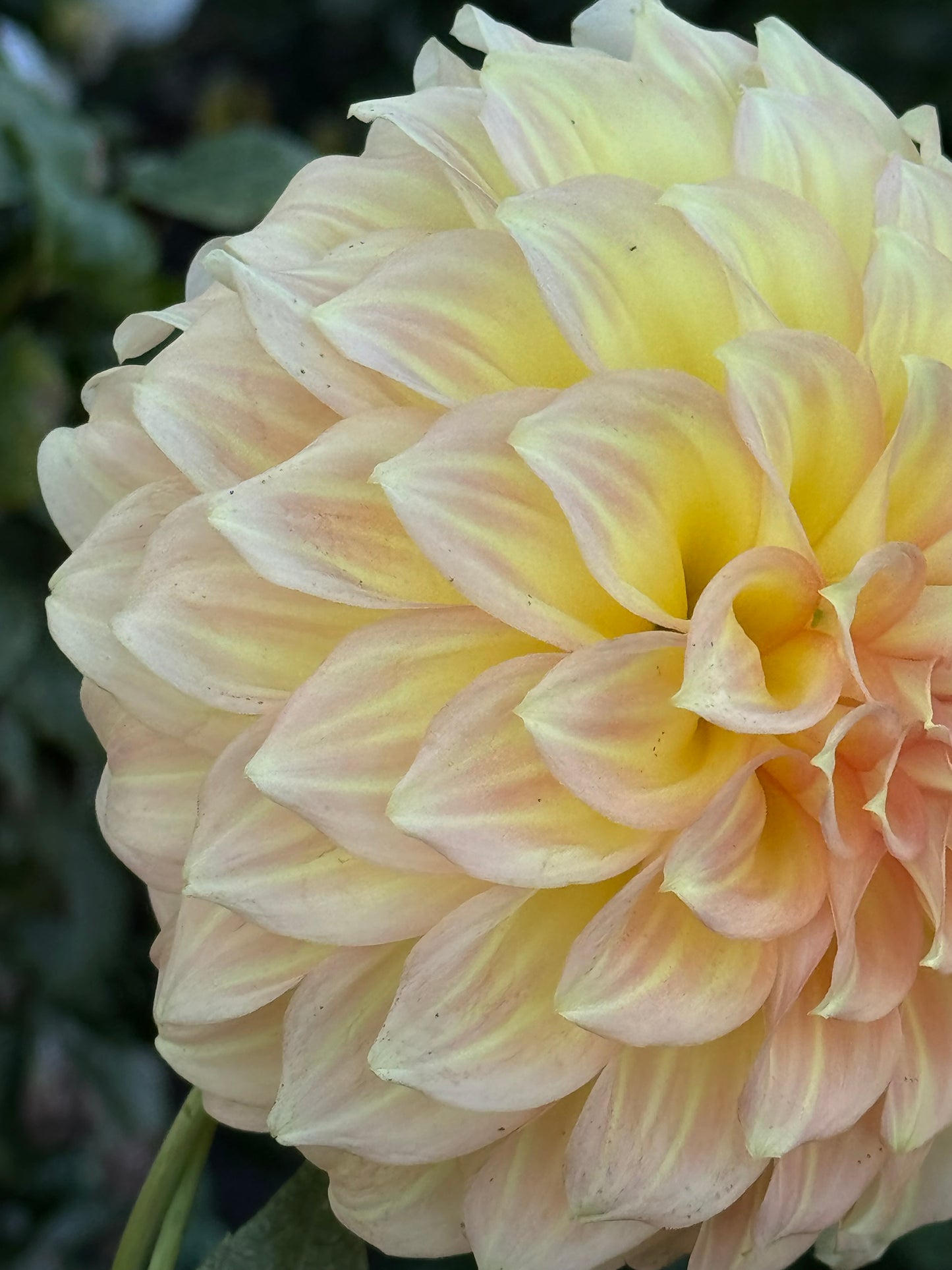 Jenna’s Love Dahlia