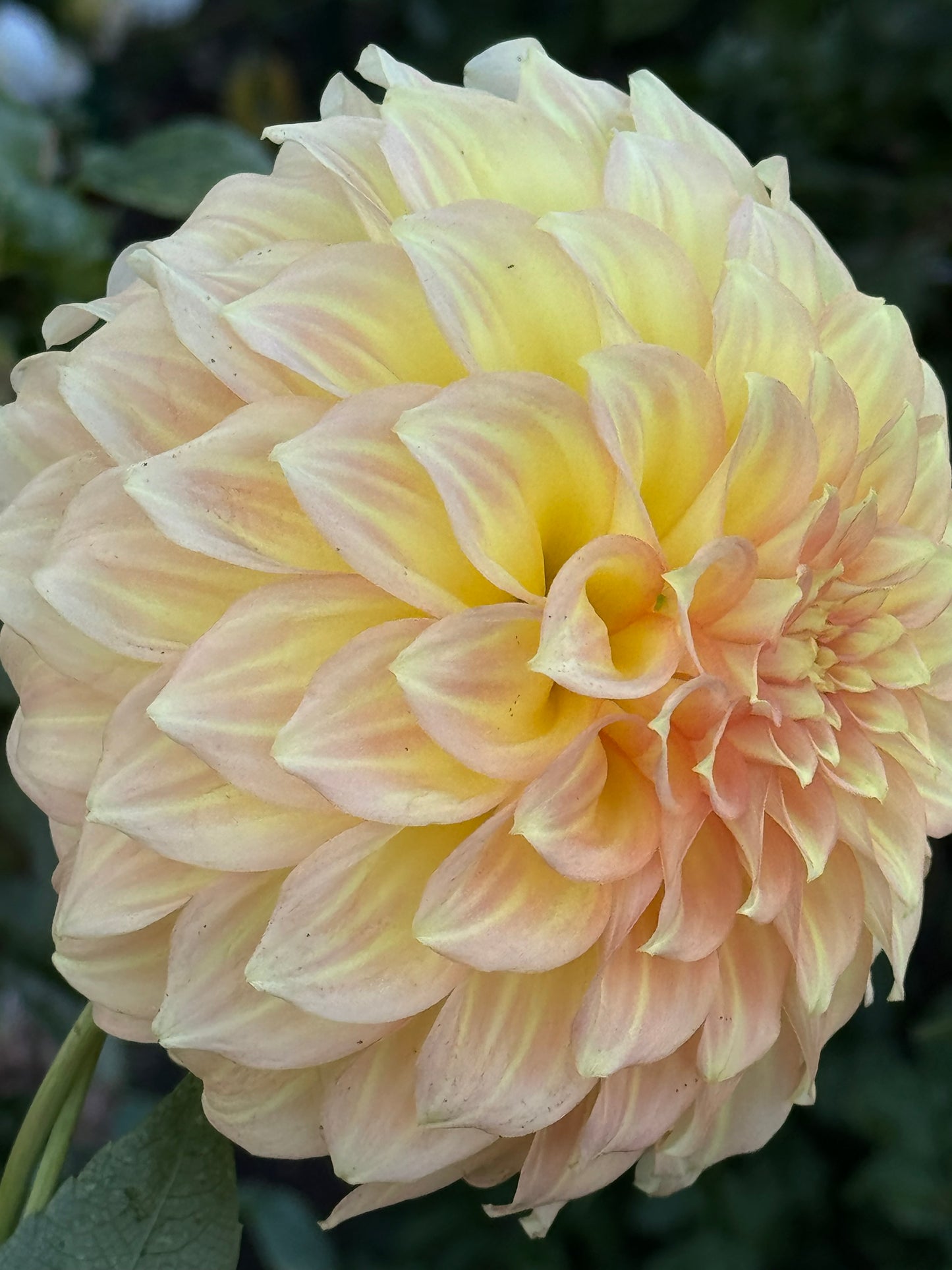 Jenna’s Love Dahlia