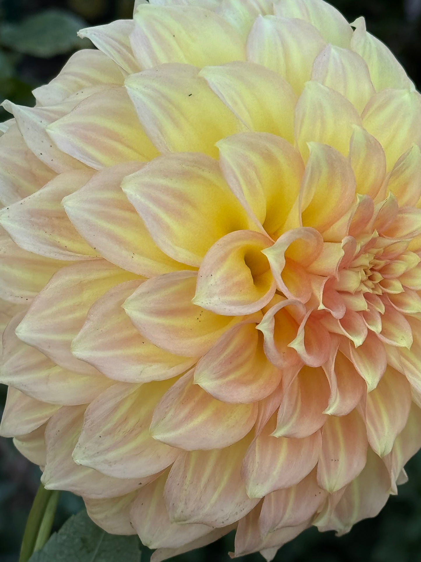 Jenna’s Love Dahlia