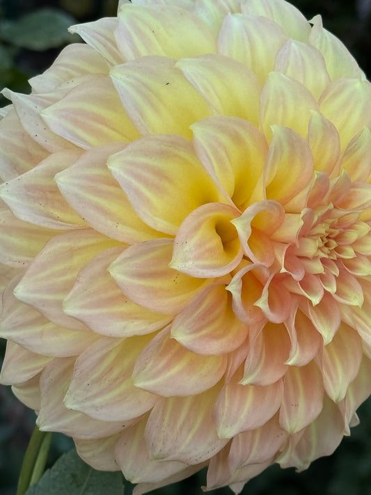 Jenna’s Love Dahlia