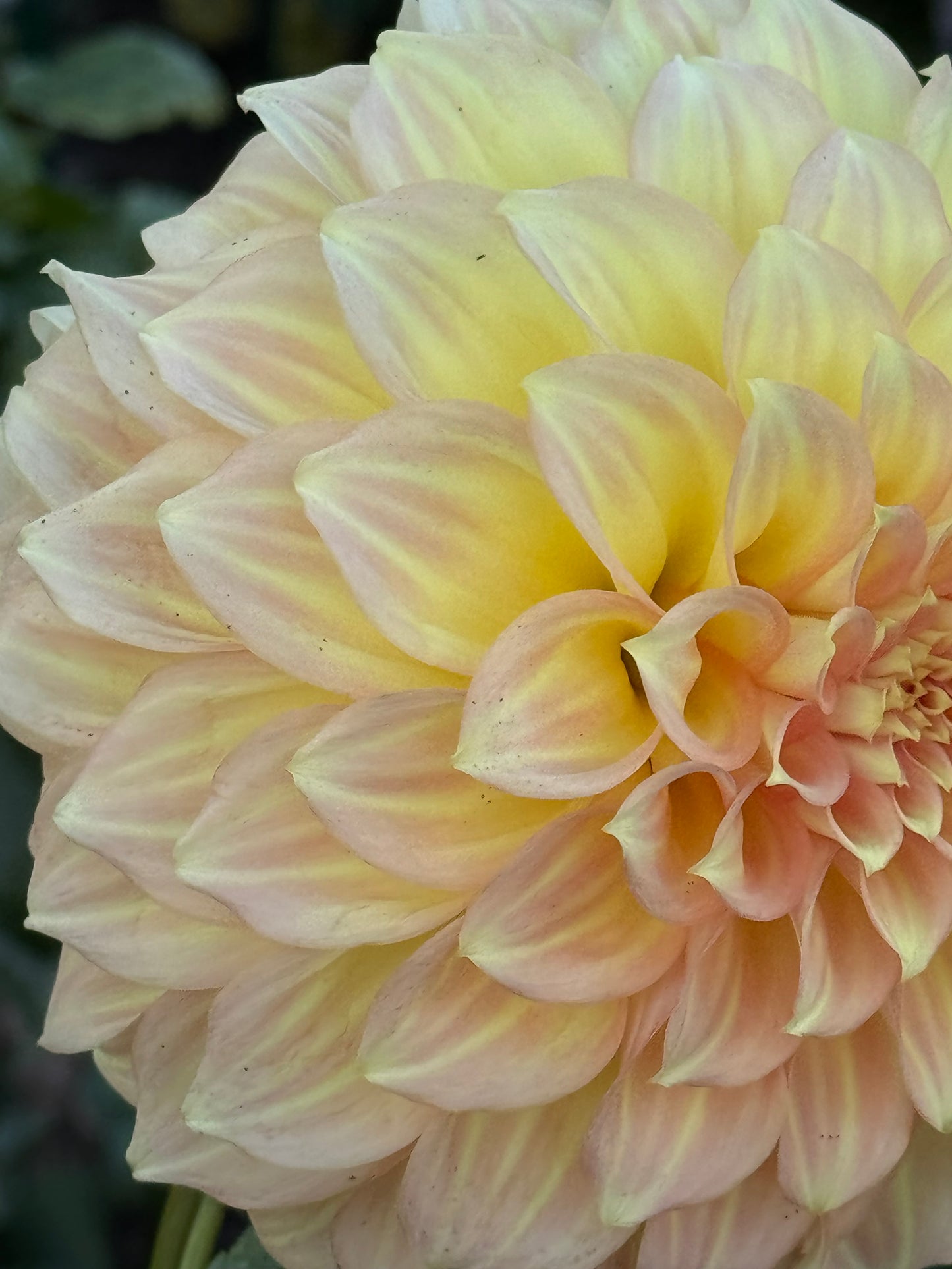 Jenna’s Love Dahlia