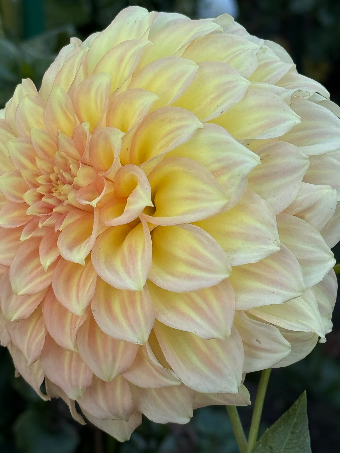 Jenna’s Love Dahlia