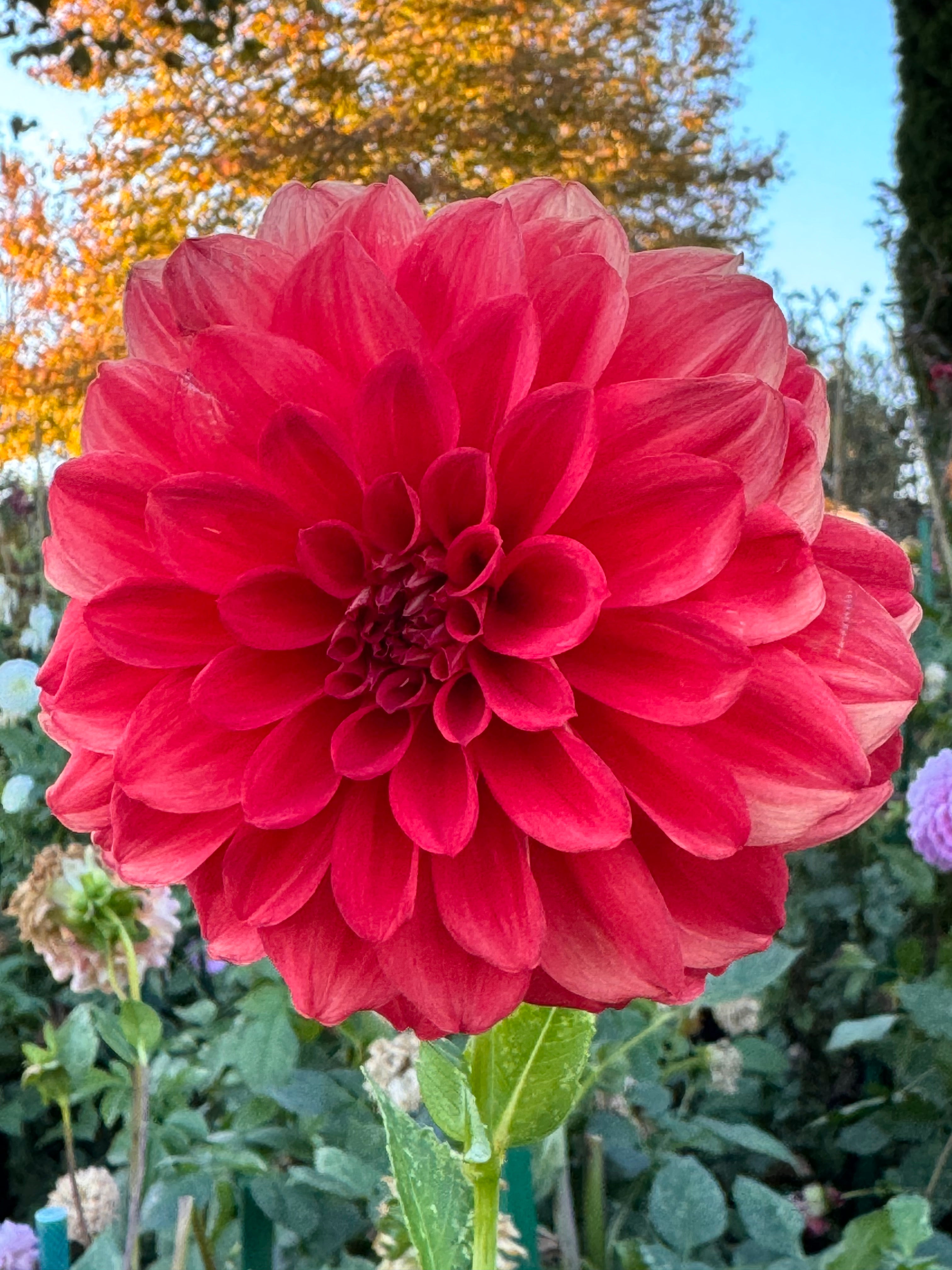 Painted Madam Dahlia – Draginas Flowers LLC