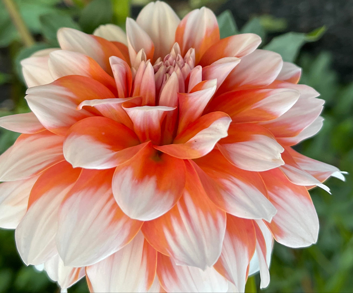 Orange & Snow Dahlia