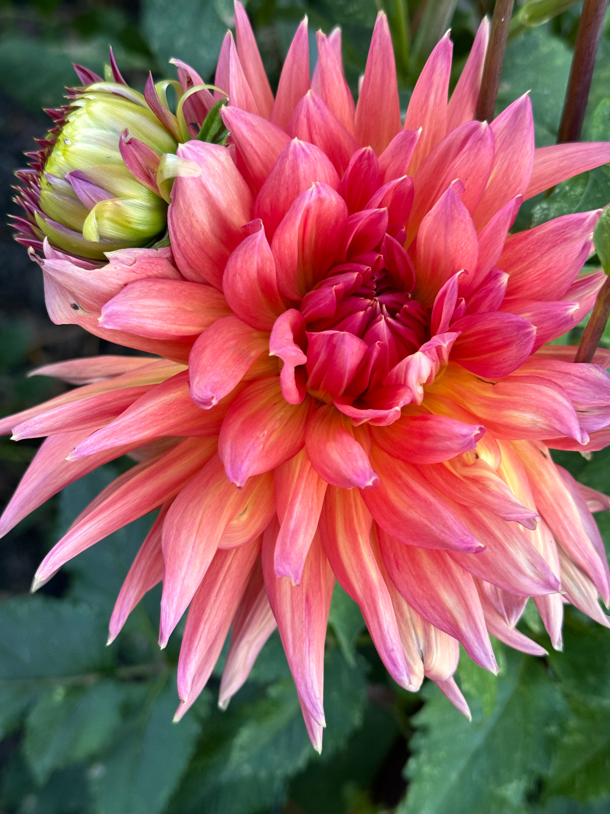 Wyn’s Sundazzler Dahlia