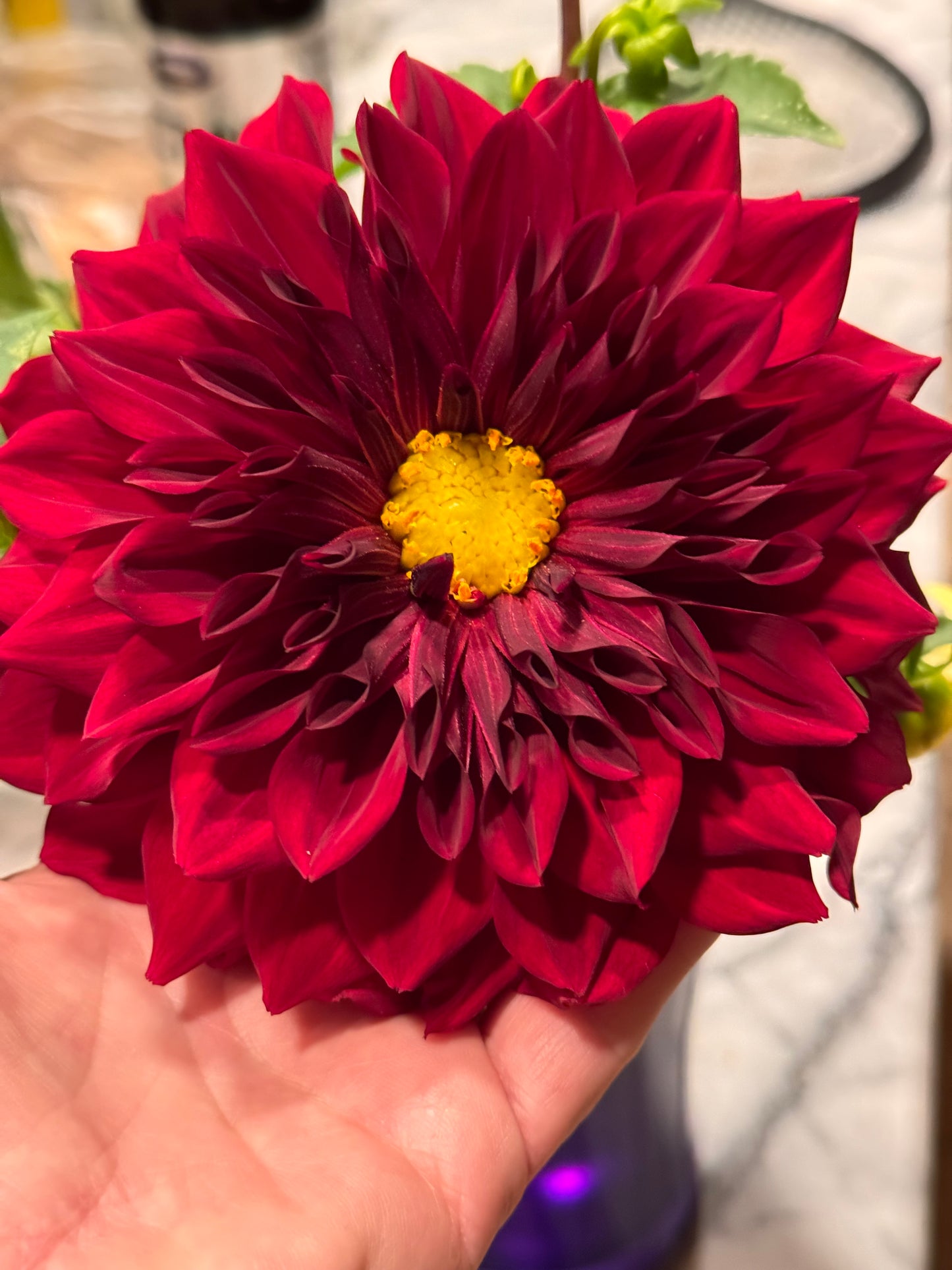 Michael M Dahlia