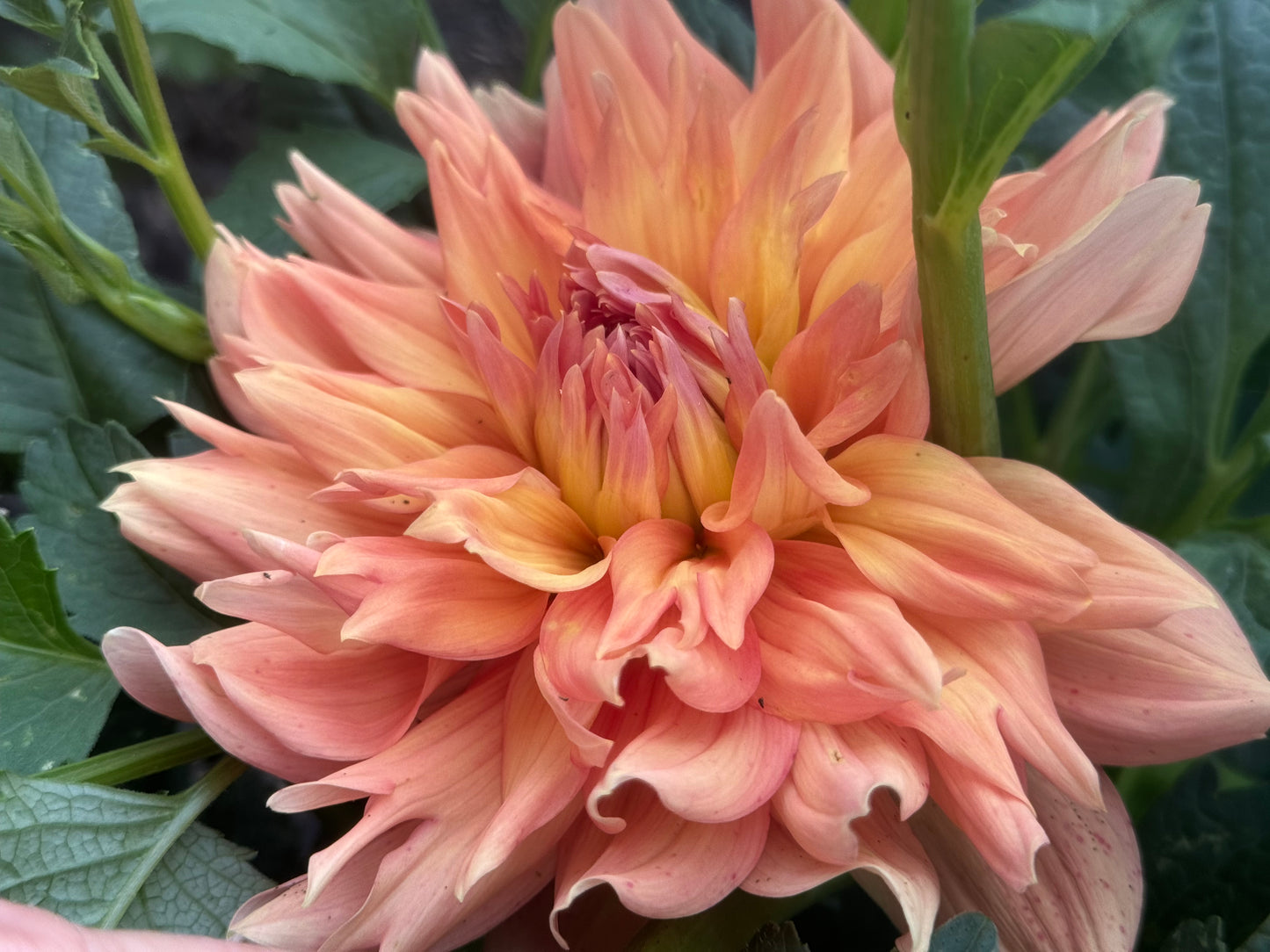 Honeymoon Dahlia