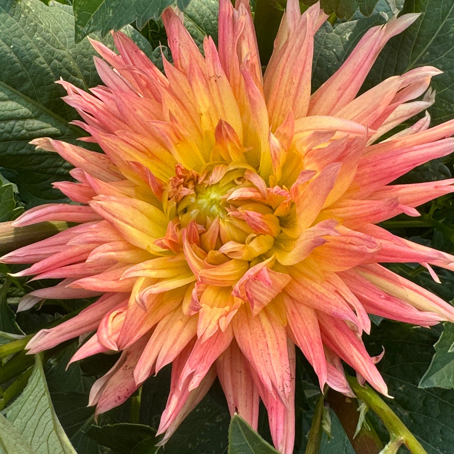 Bloomquist Beta Dahlia