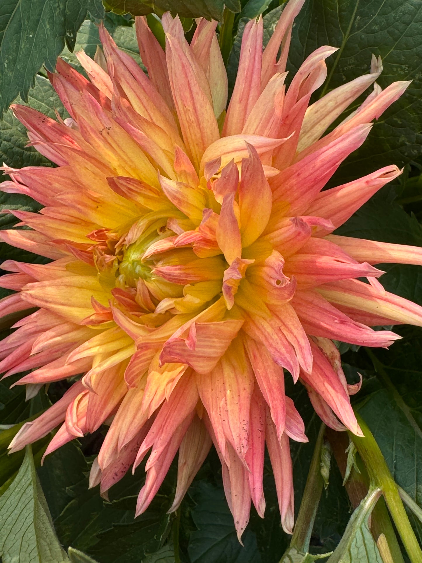 Bloomquist Beta Dahlia