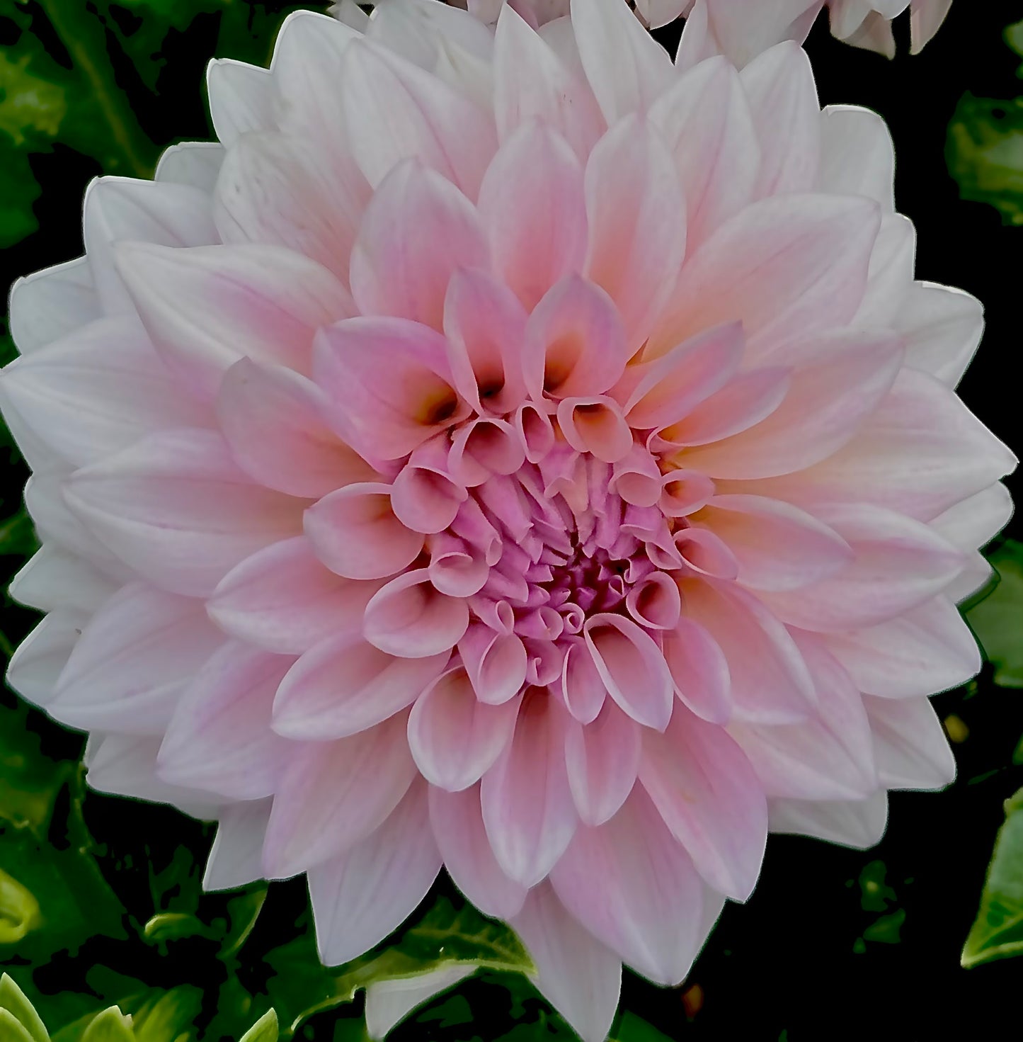 Zebrano Dahlia