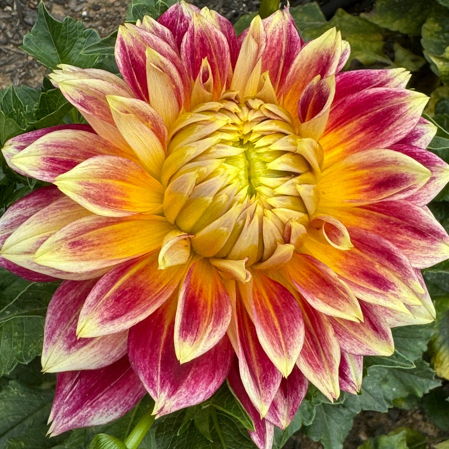 Temple of Beauty Dahlia