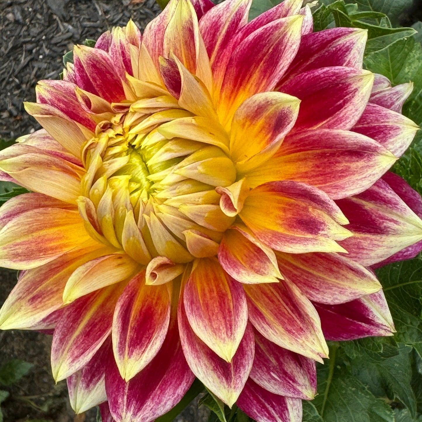 Temple of Beauty Dahlia