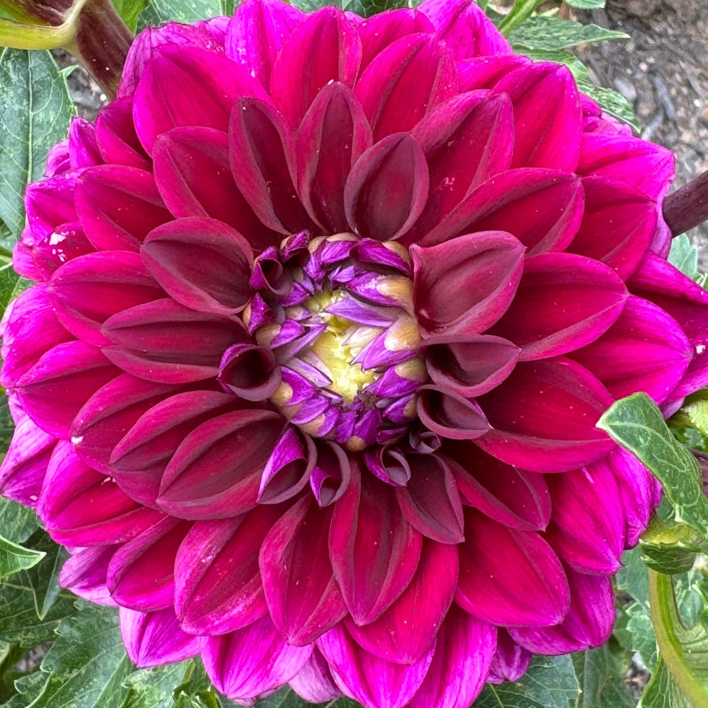 Purple Rain Dahlia