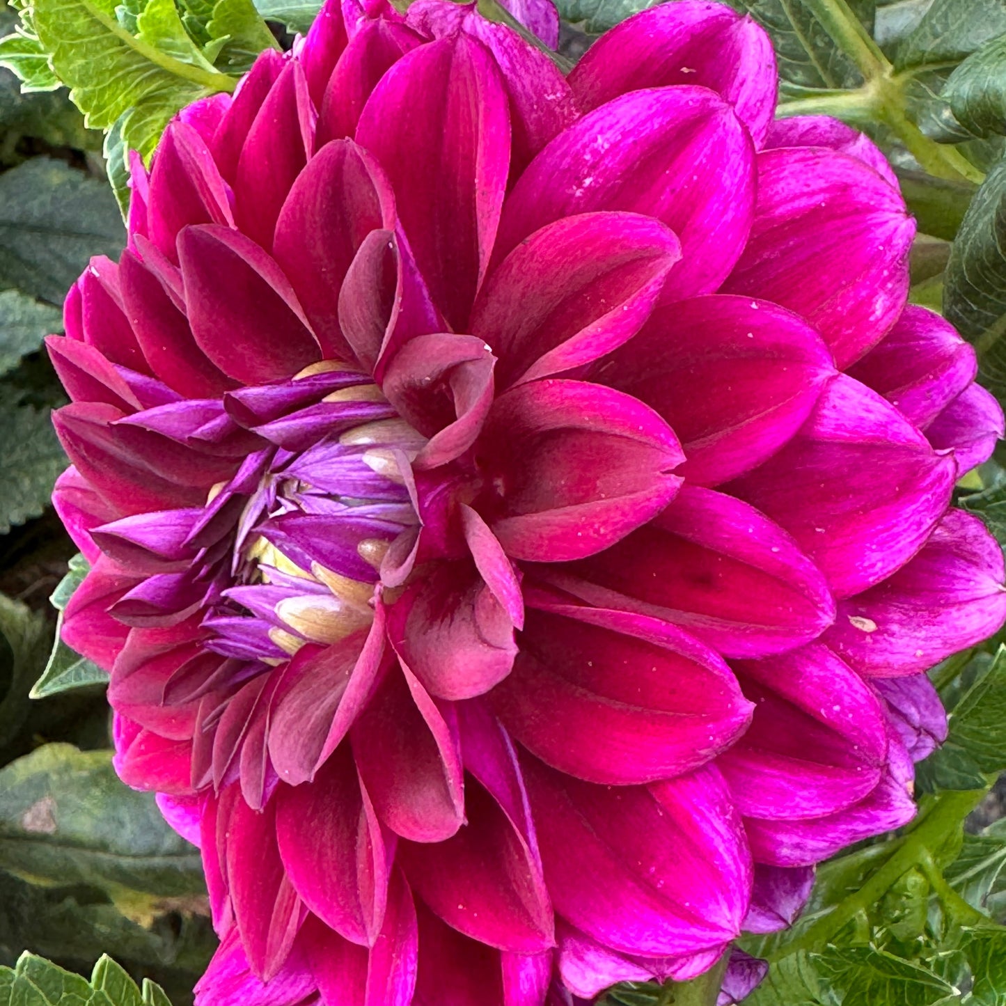 Purple Rain Dahlia