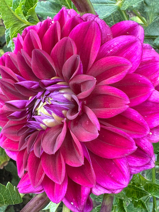 Purple Rain Dahlia