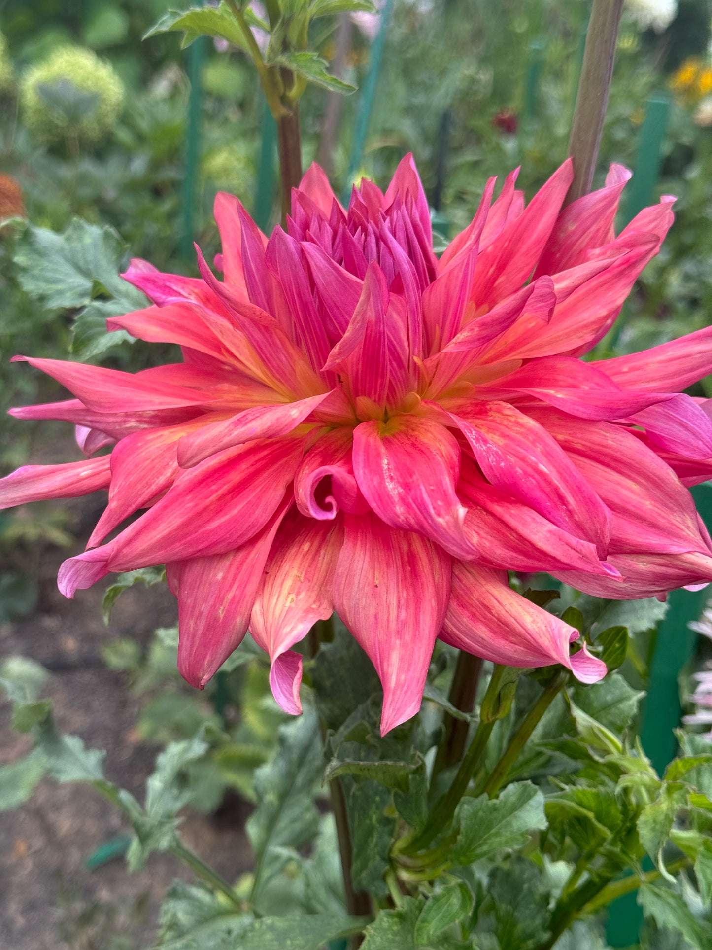 Belle of Barmera Dahlia