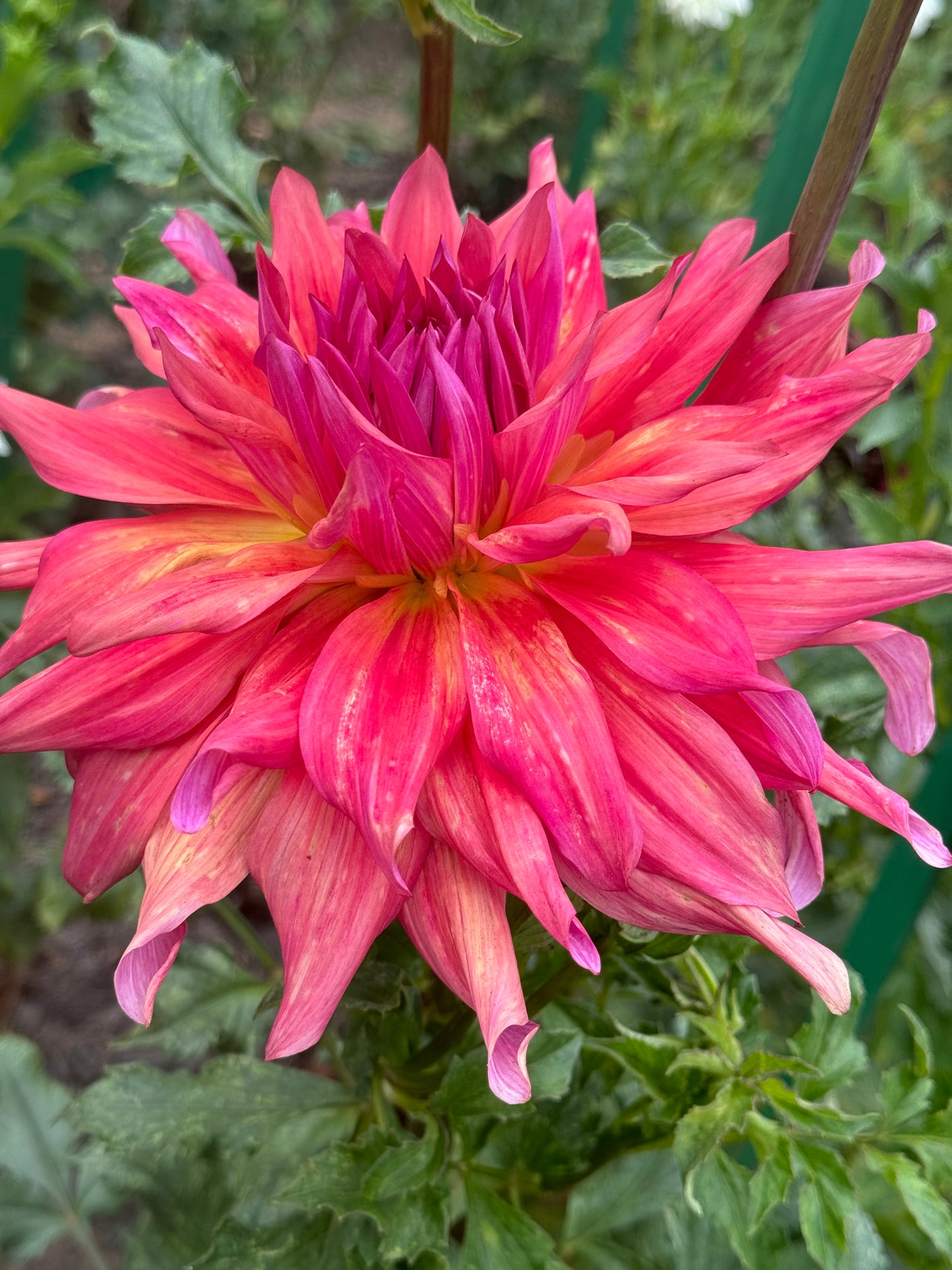 Belle of Barmera Dahlia