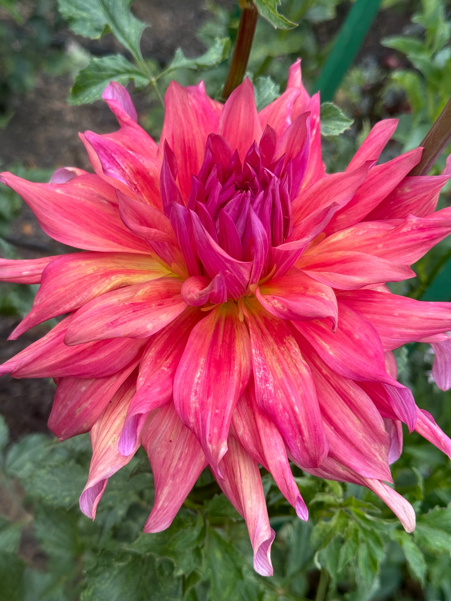 Belle of Barmera Dahlia