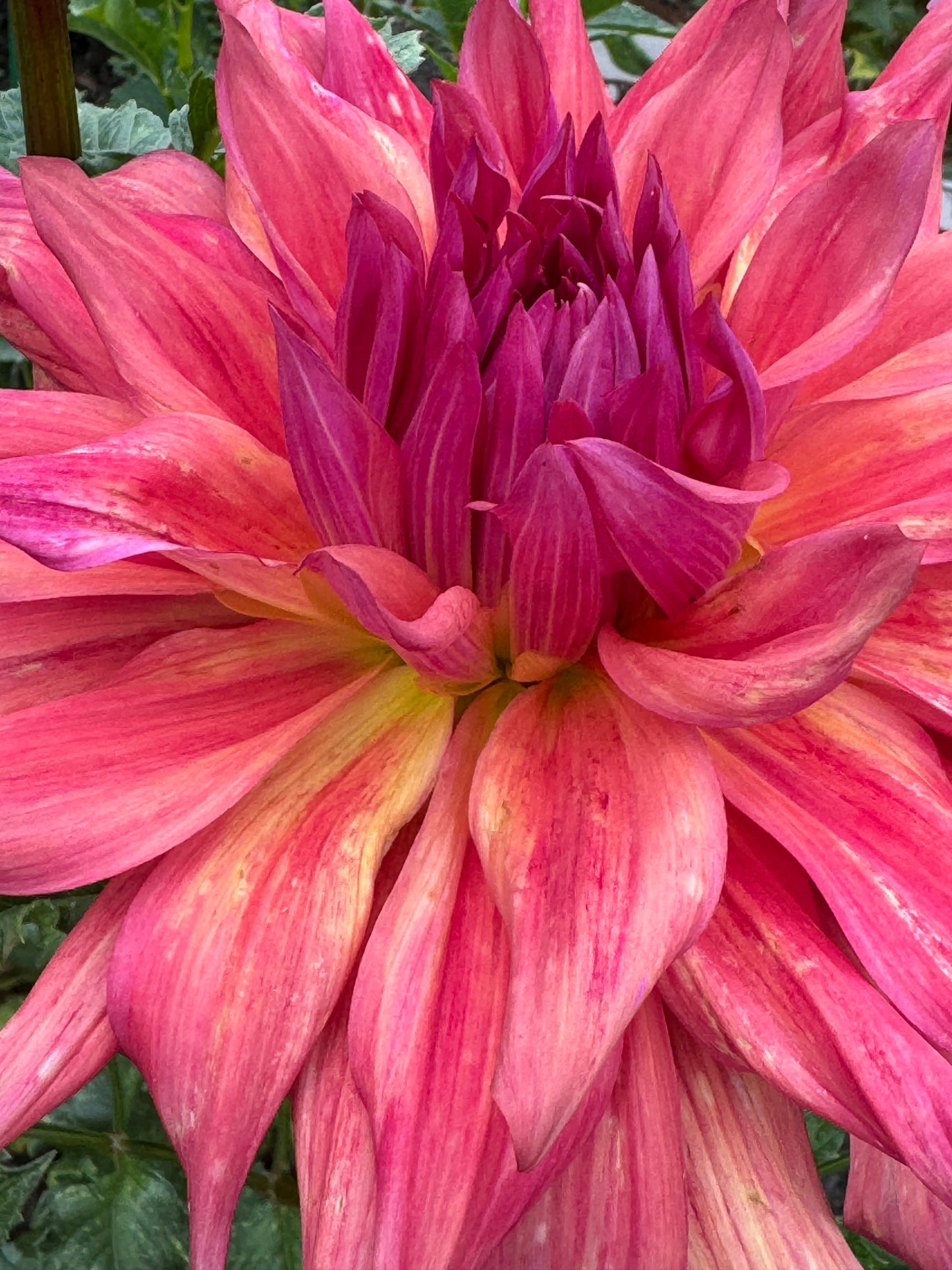 Belle of Barmera Dahlia