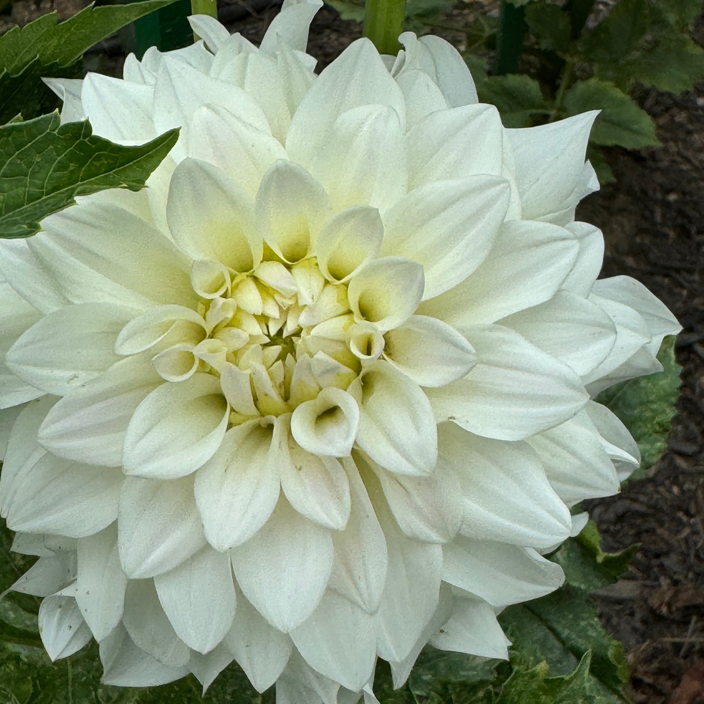 Beaucon Dahlia