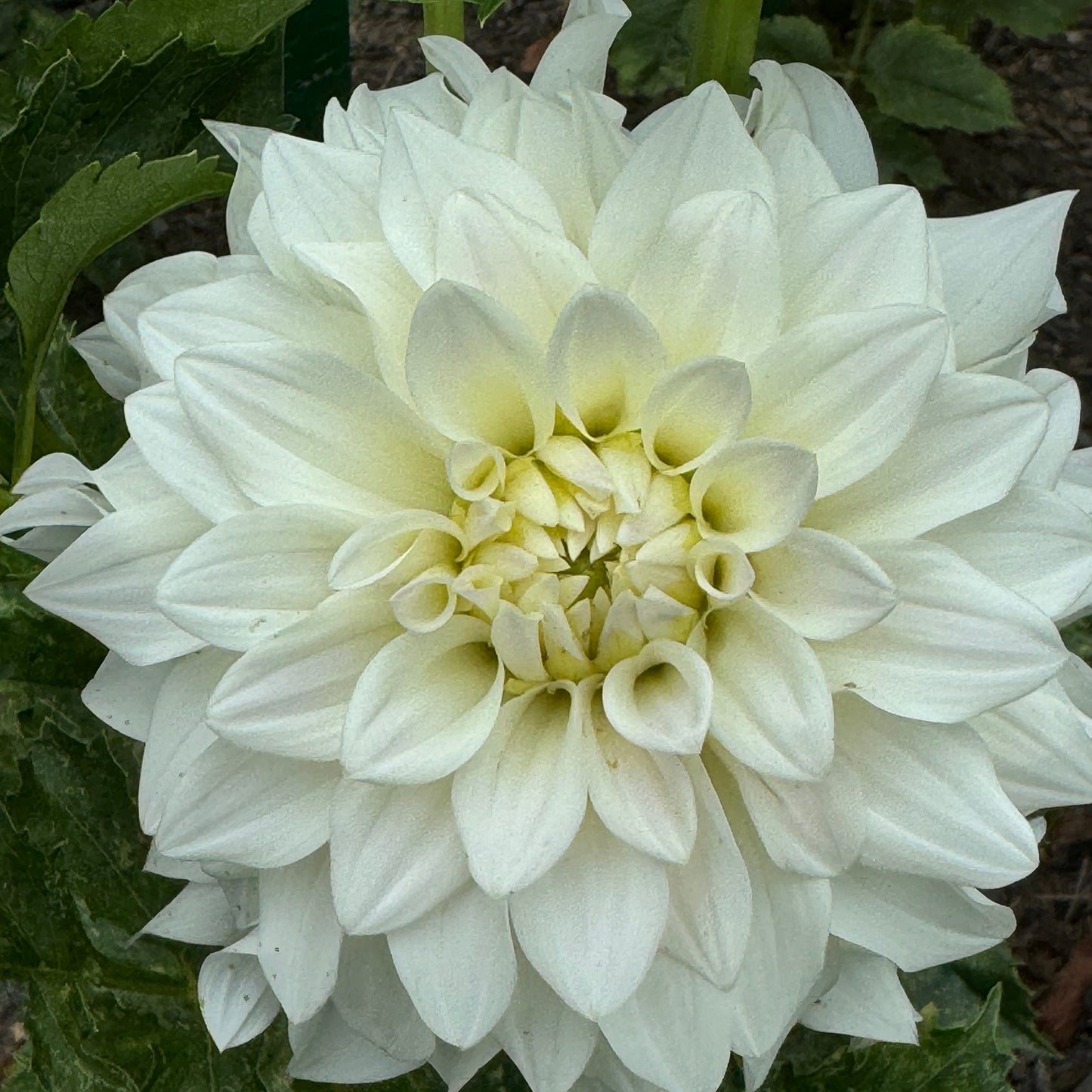 Beaucon Dahlia