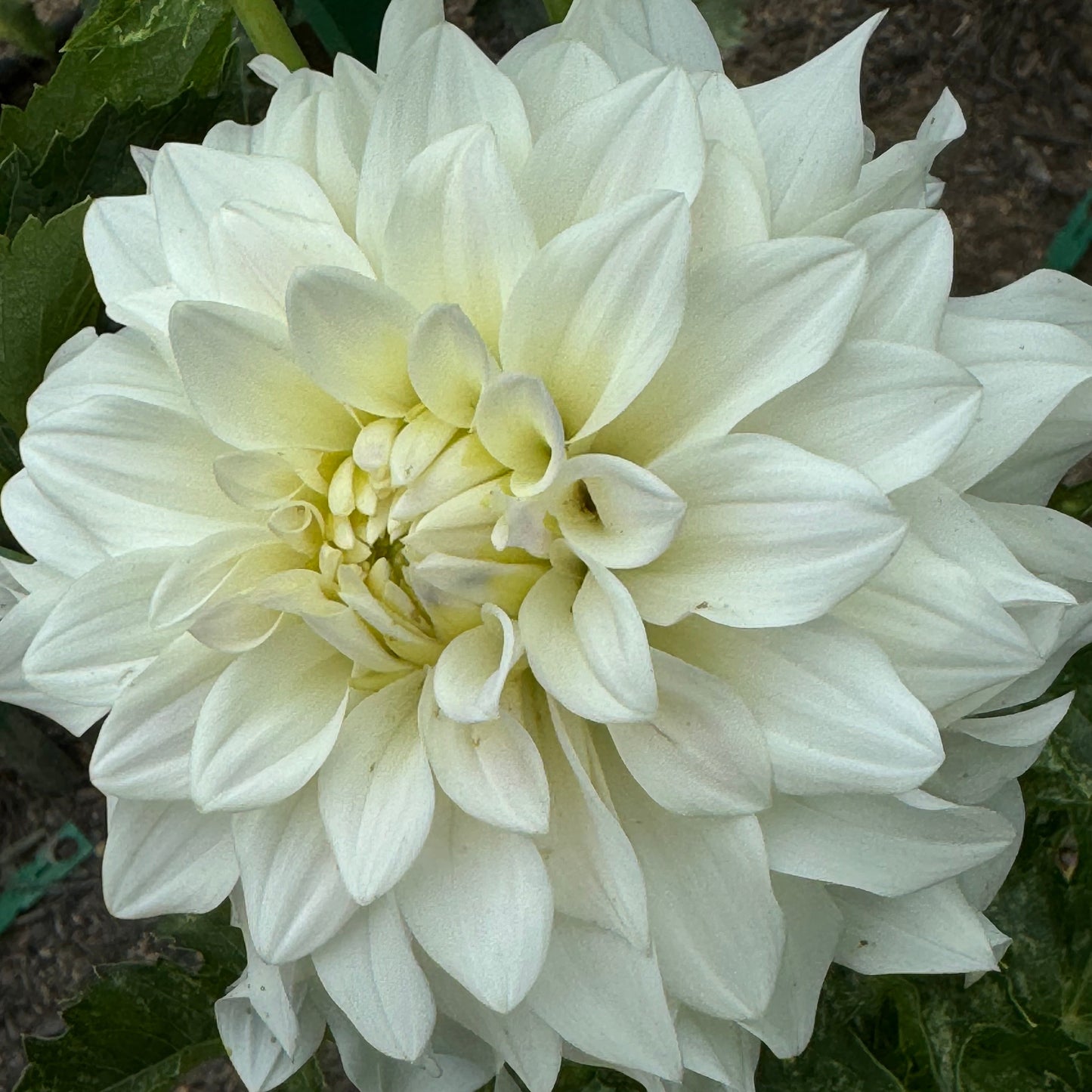 Beaucon Dahlia