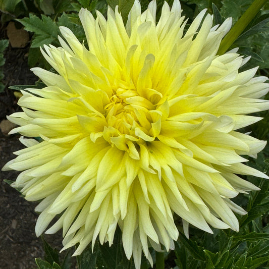 Bloomquist Crisp Dahlia