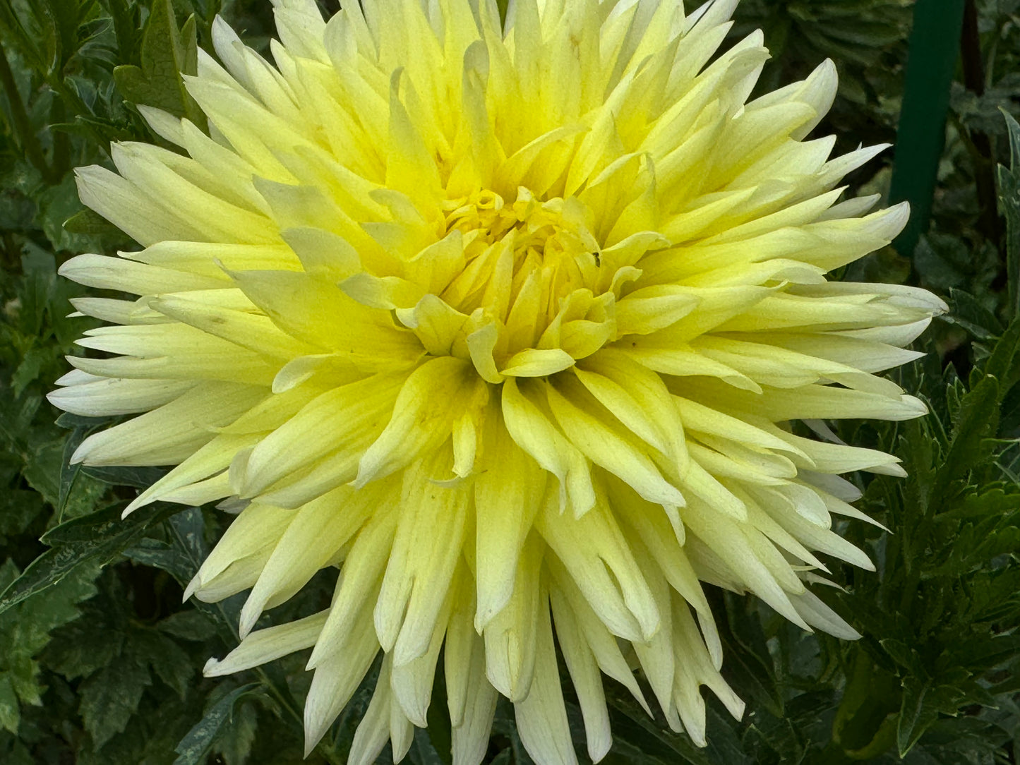 Bloomquist Crisp Dahlia