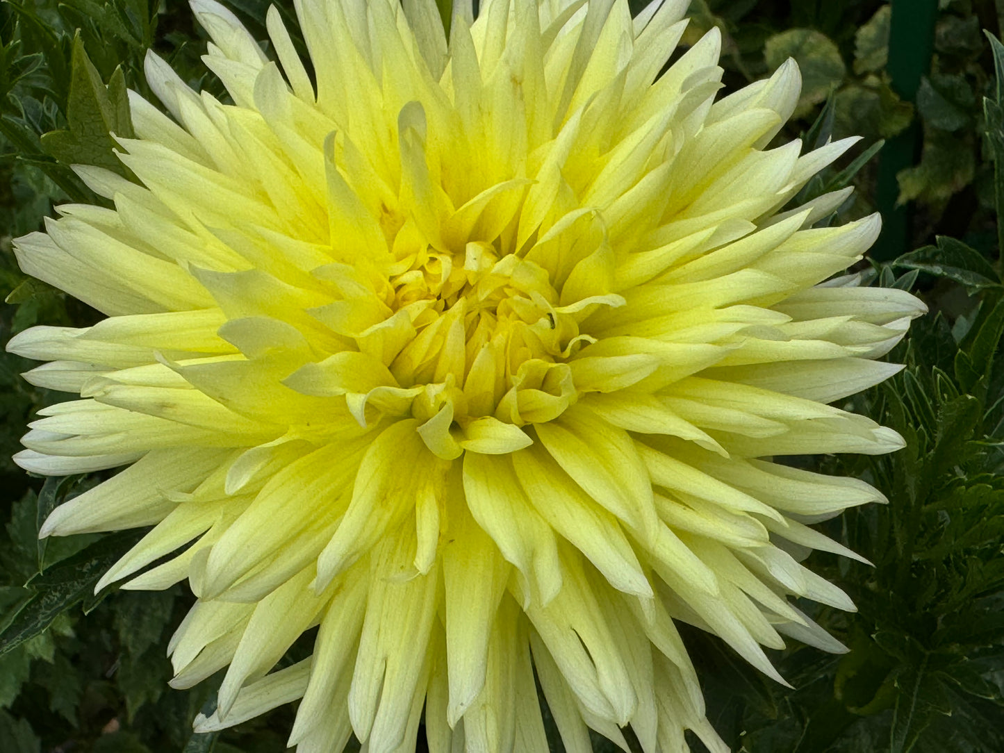 Bloomquist Crisp Dahlia