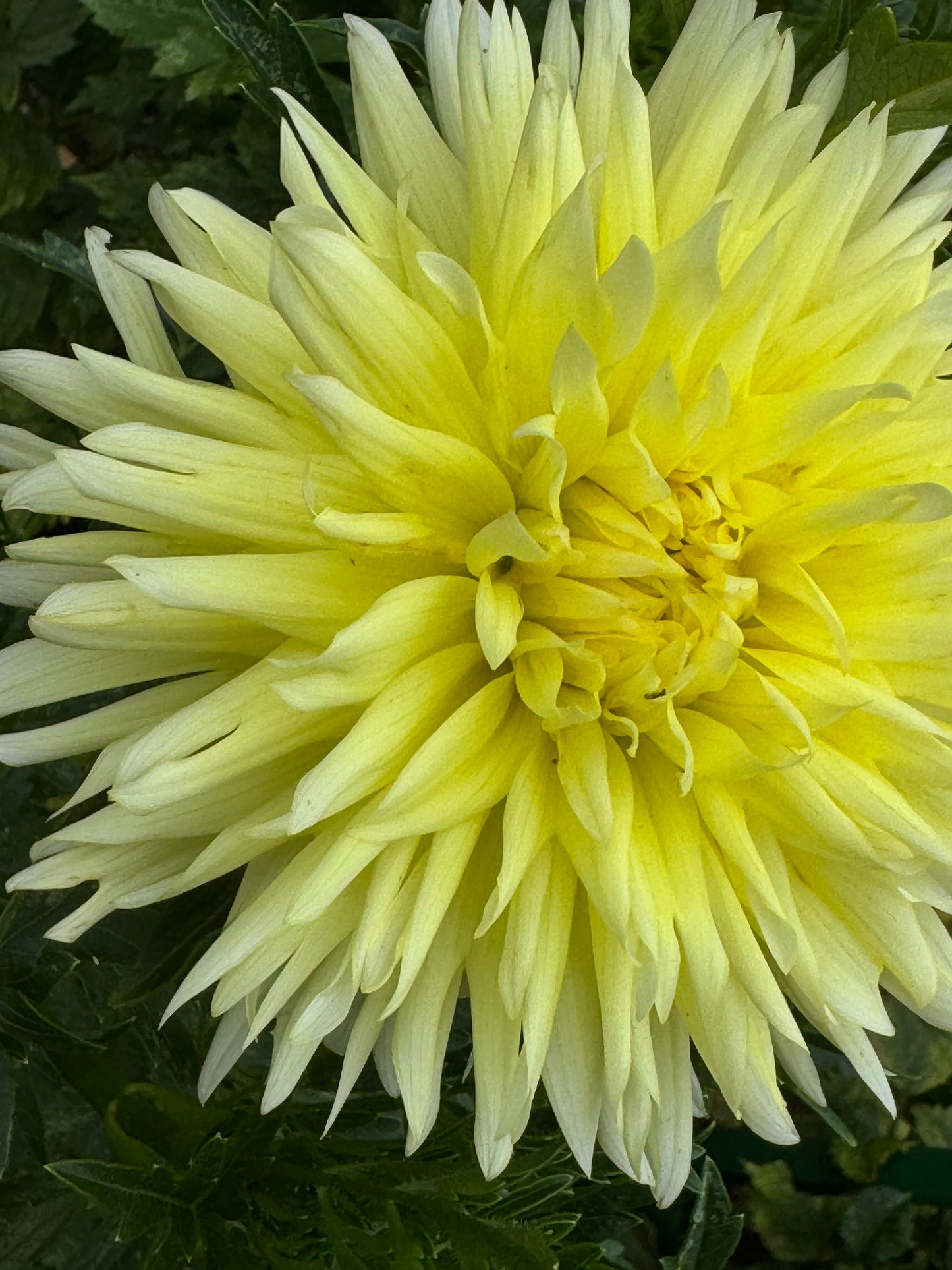 Bloomquist Crisp Dahlia