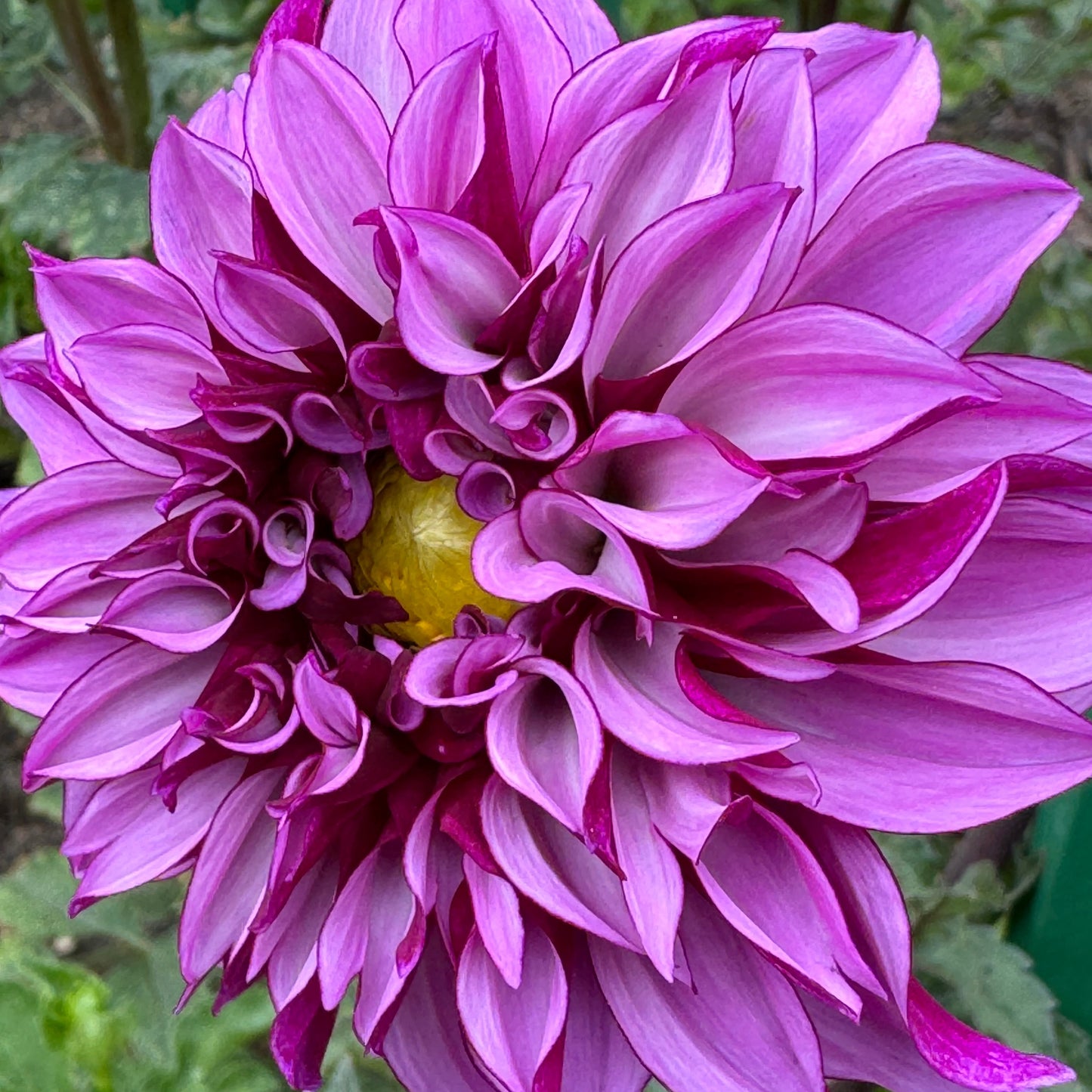 Cranberry Classic Dahlia