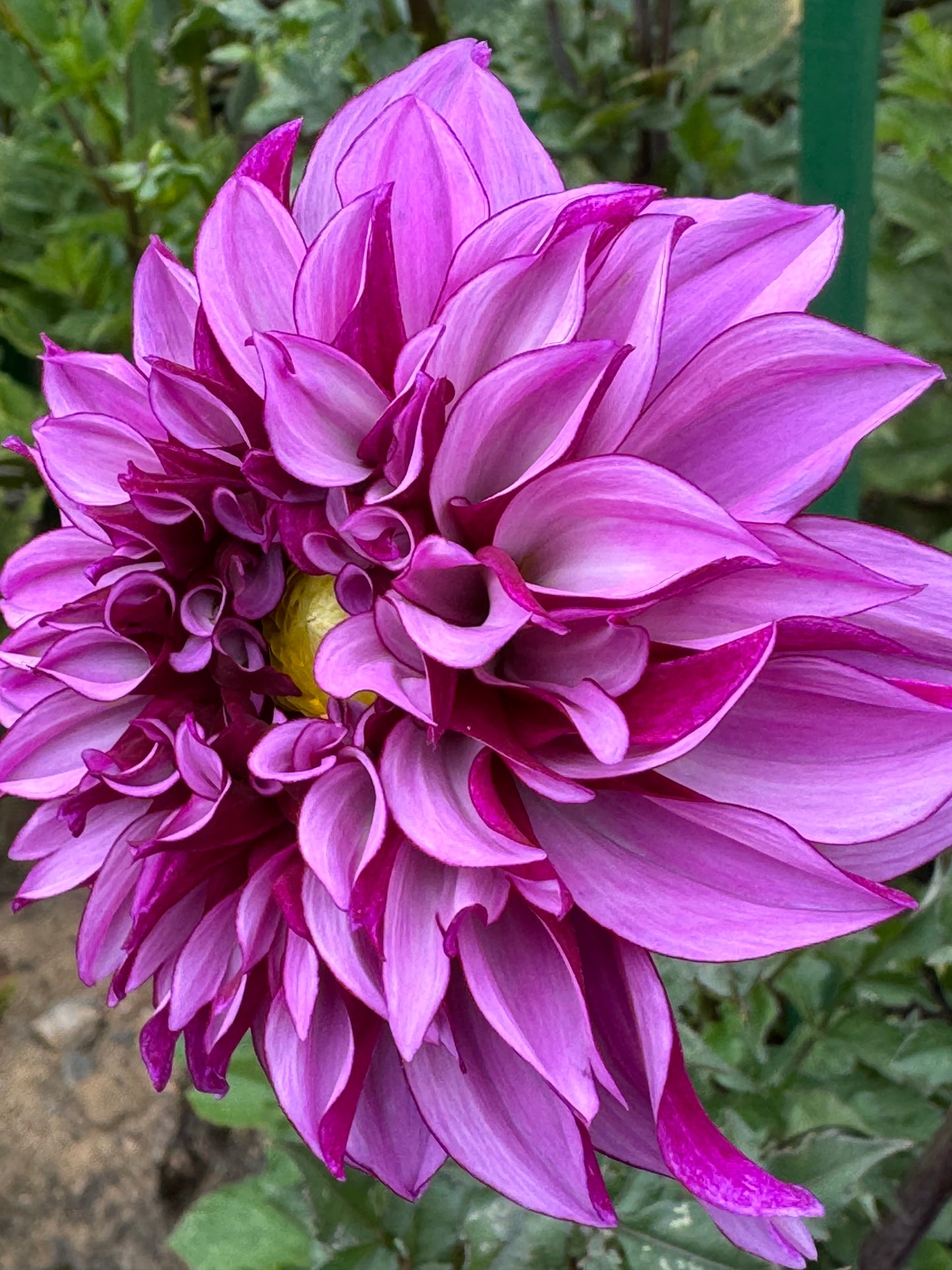 Cranberry Classic Dahlia