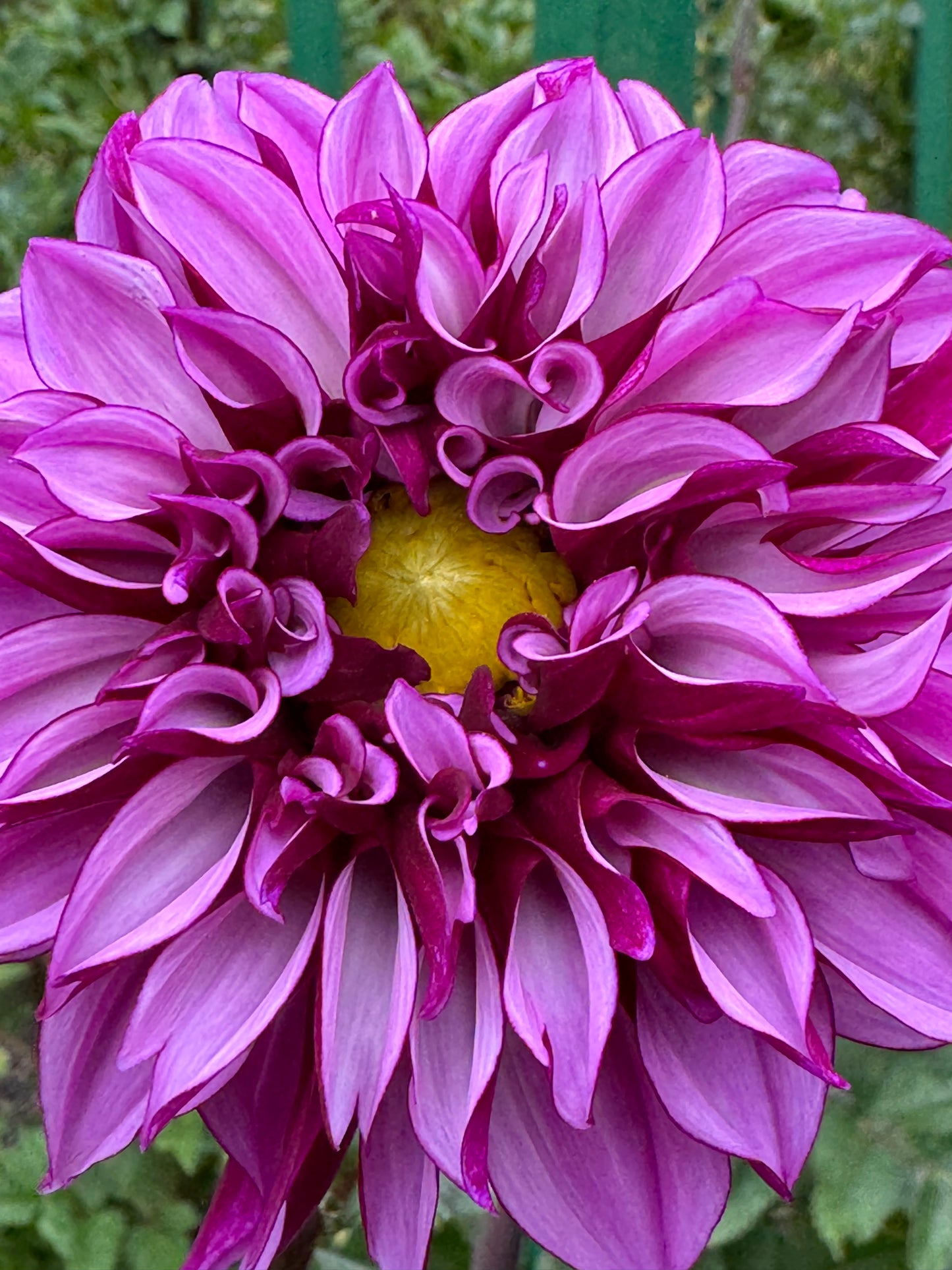 Cranberry Classic Dahlia