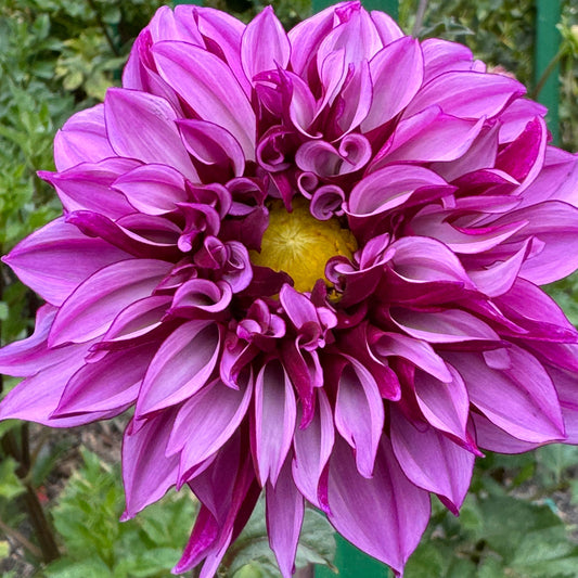 Cranberry Classic Dahlia