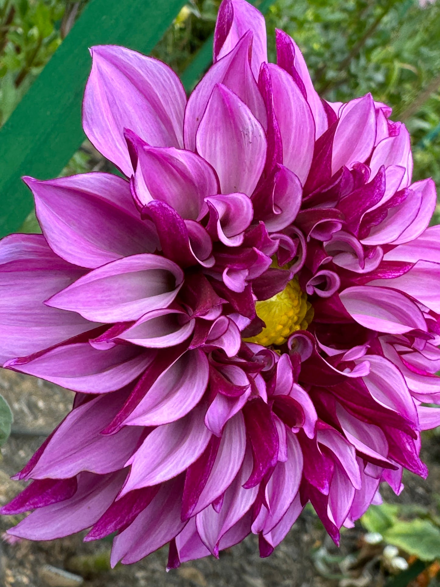 Cranberry Classic Dahlia