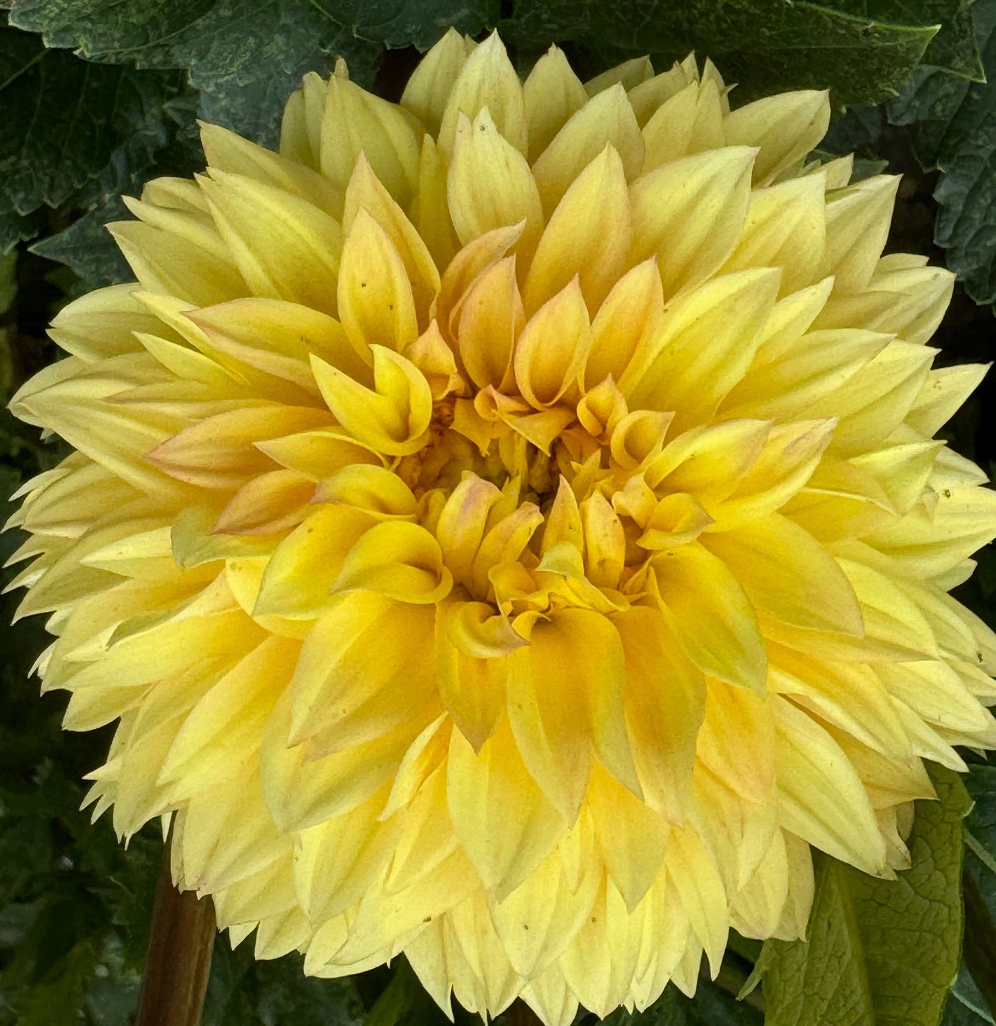 Ova Jo Dahlia