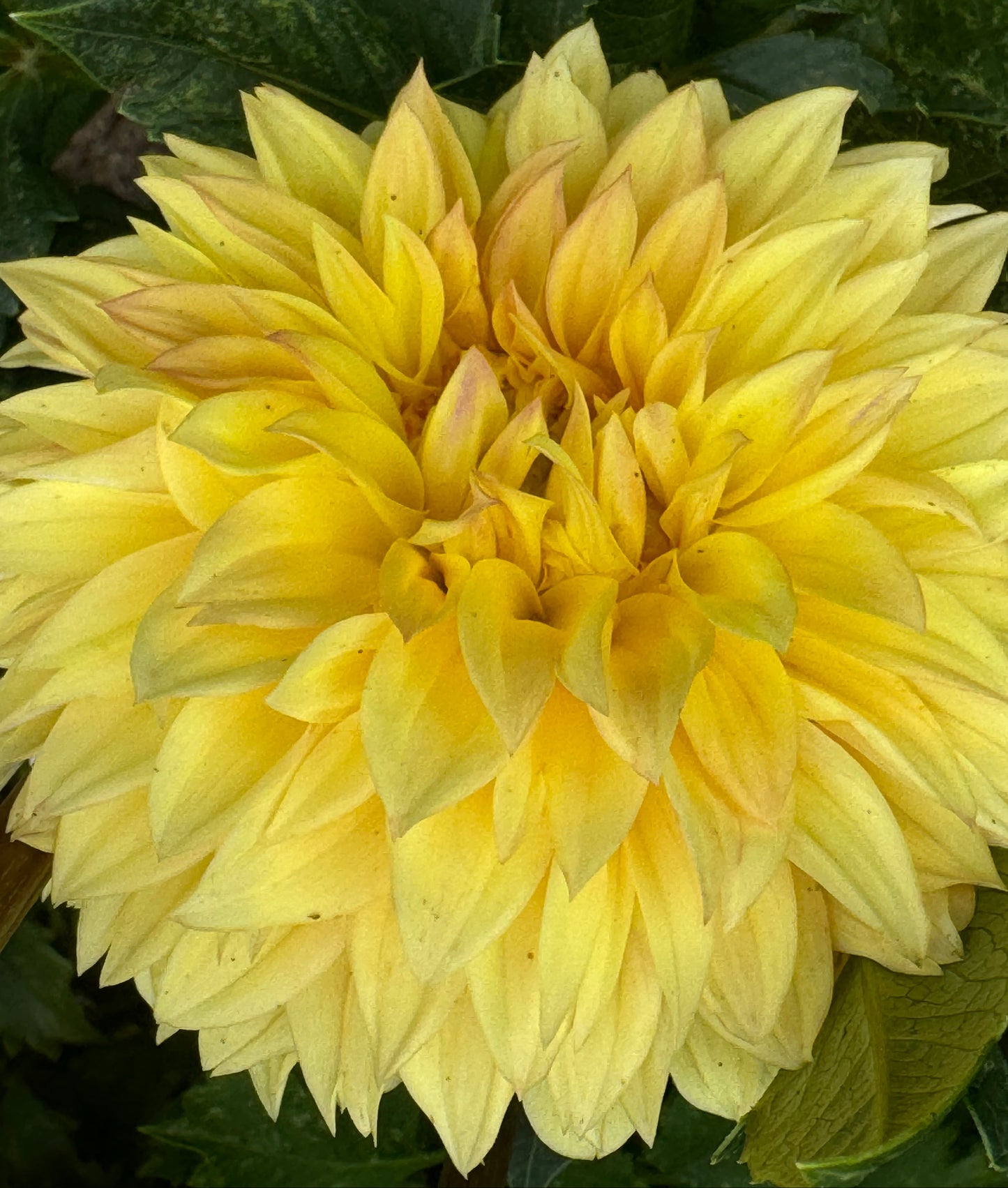 Ova Jo Dahlia