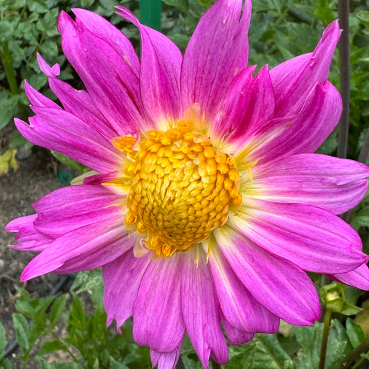 Pink Starburst Dahlia