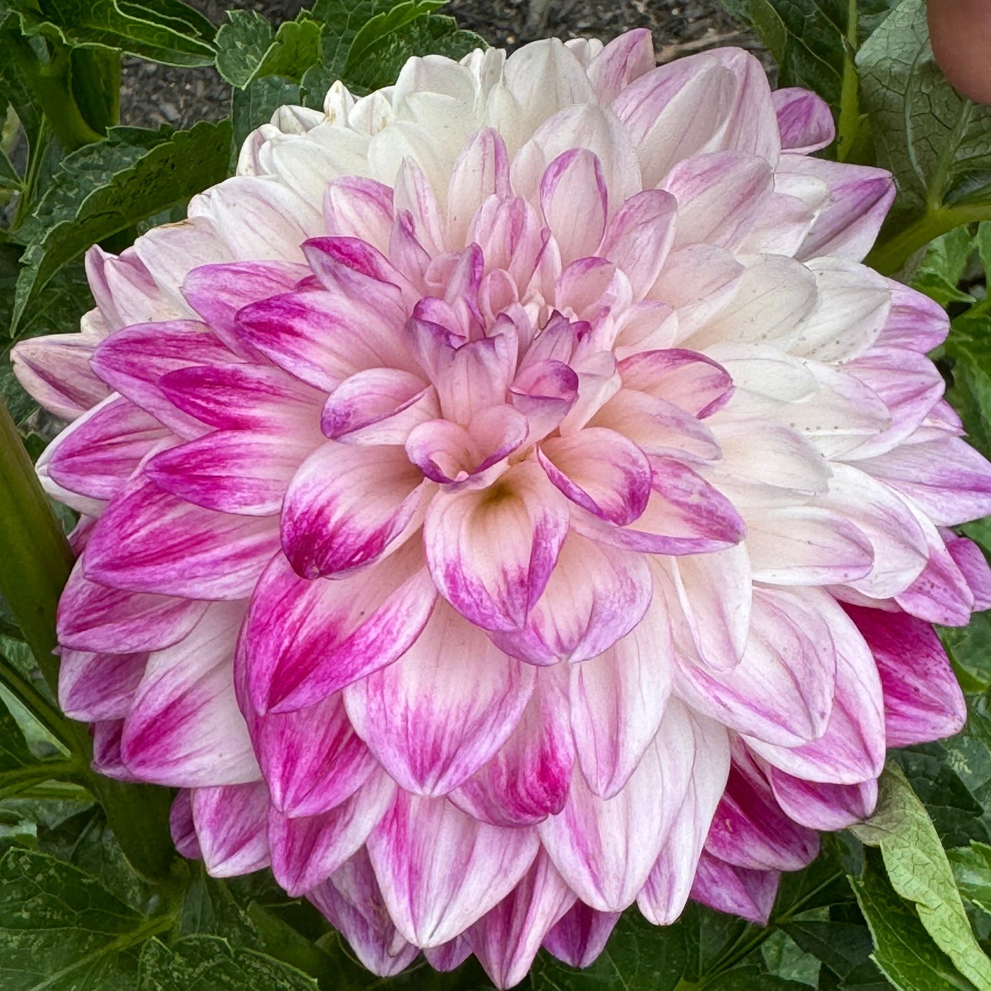 TLC Kiss Dahlia