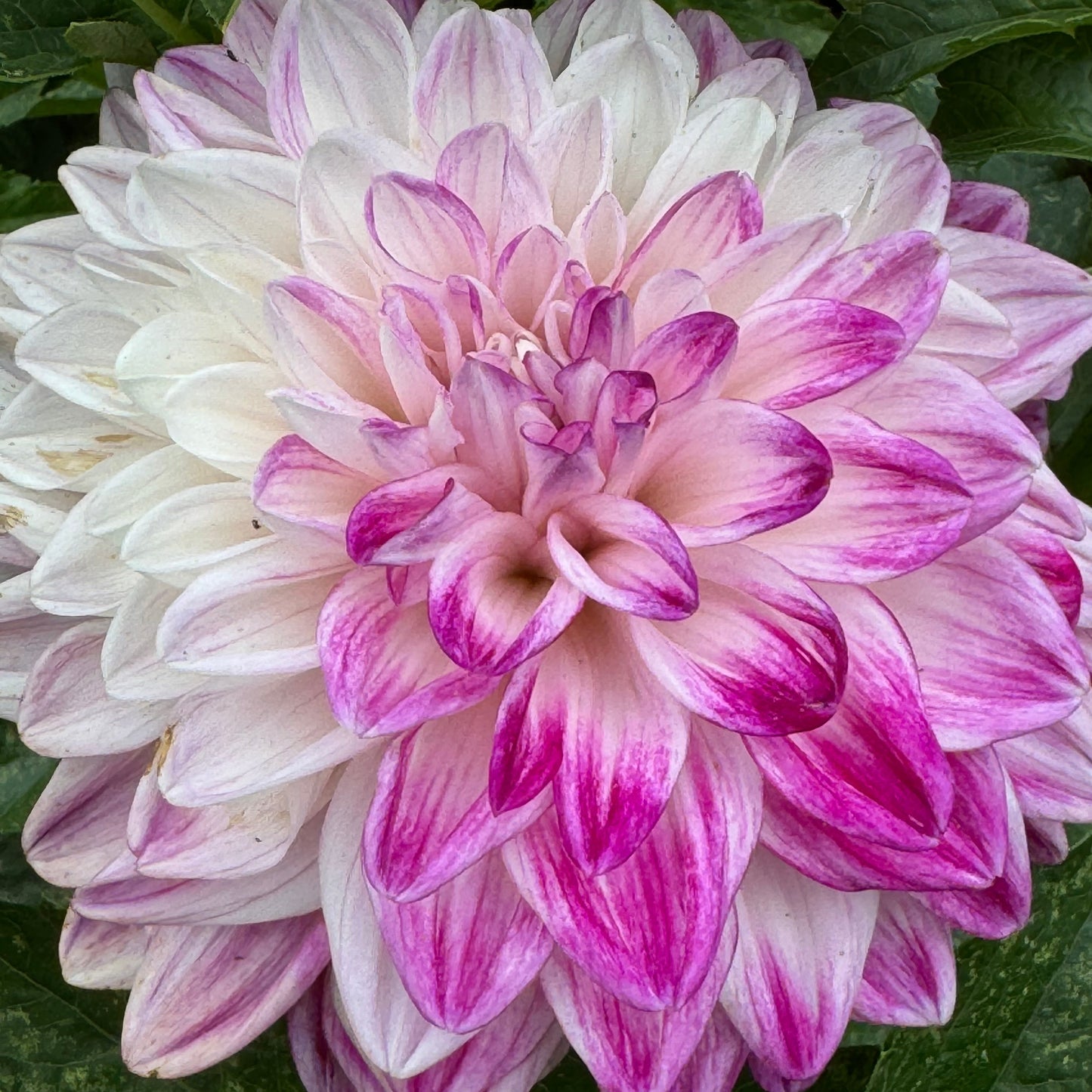 TLC Kiss Dahlia