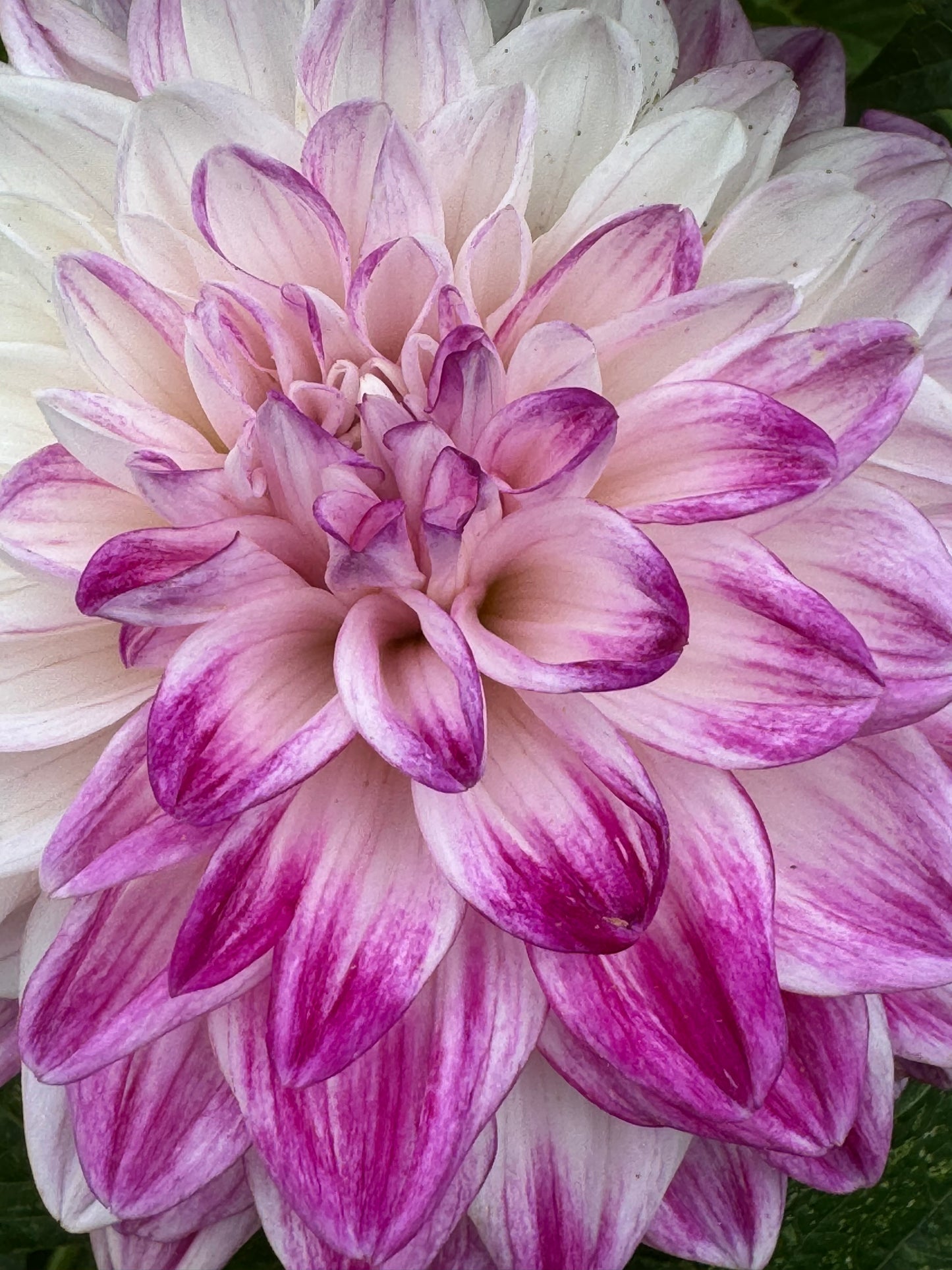 TLC Kiss Dahlia