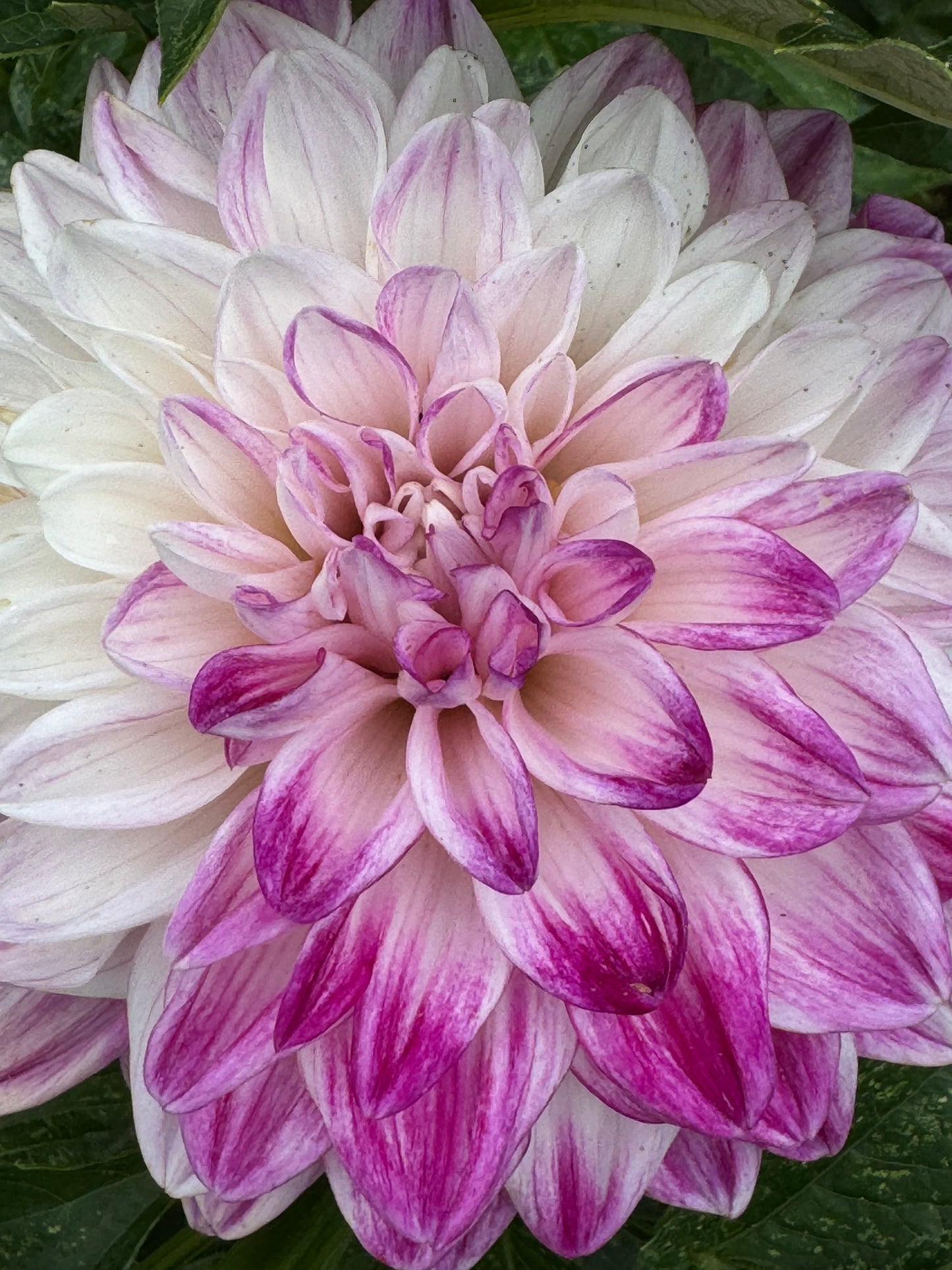 TLC Kiss Dahlia