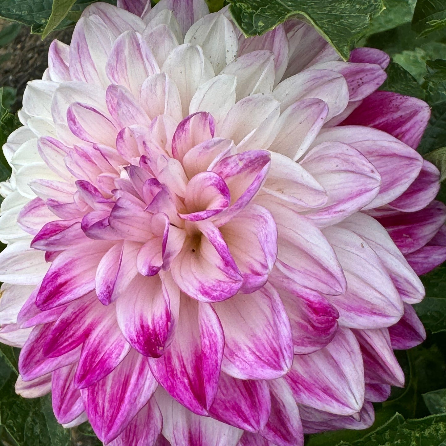 TLC Kiss Dahlia