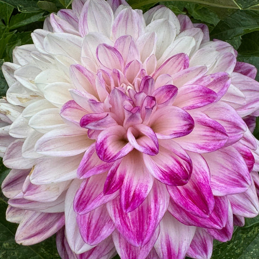 TLC Kiss Dahlia