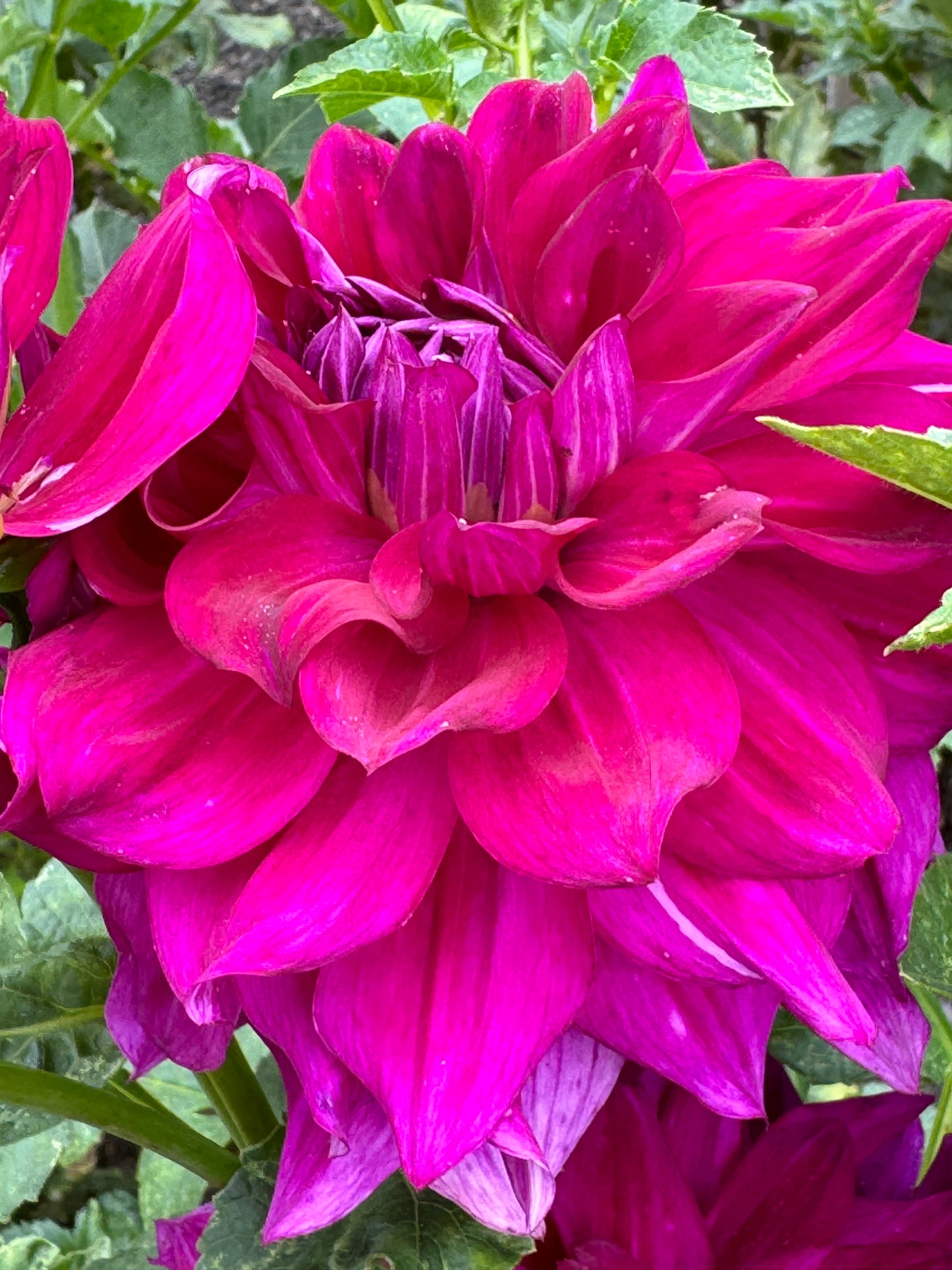 Wyn’s Fiesty Freda Dahlia