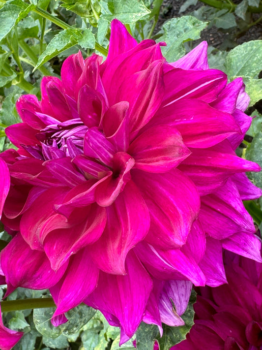 Wyn’s Fiesty Freda Dahlia