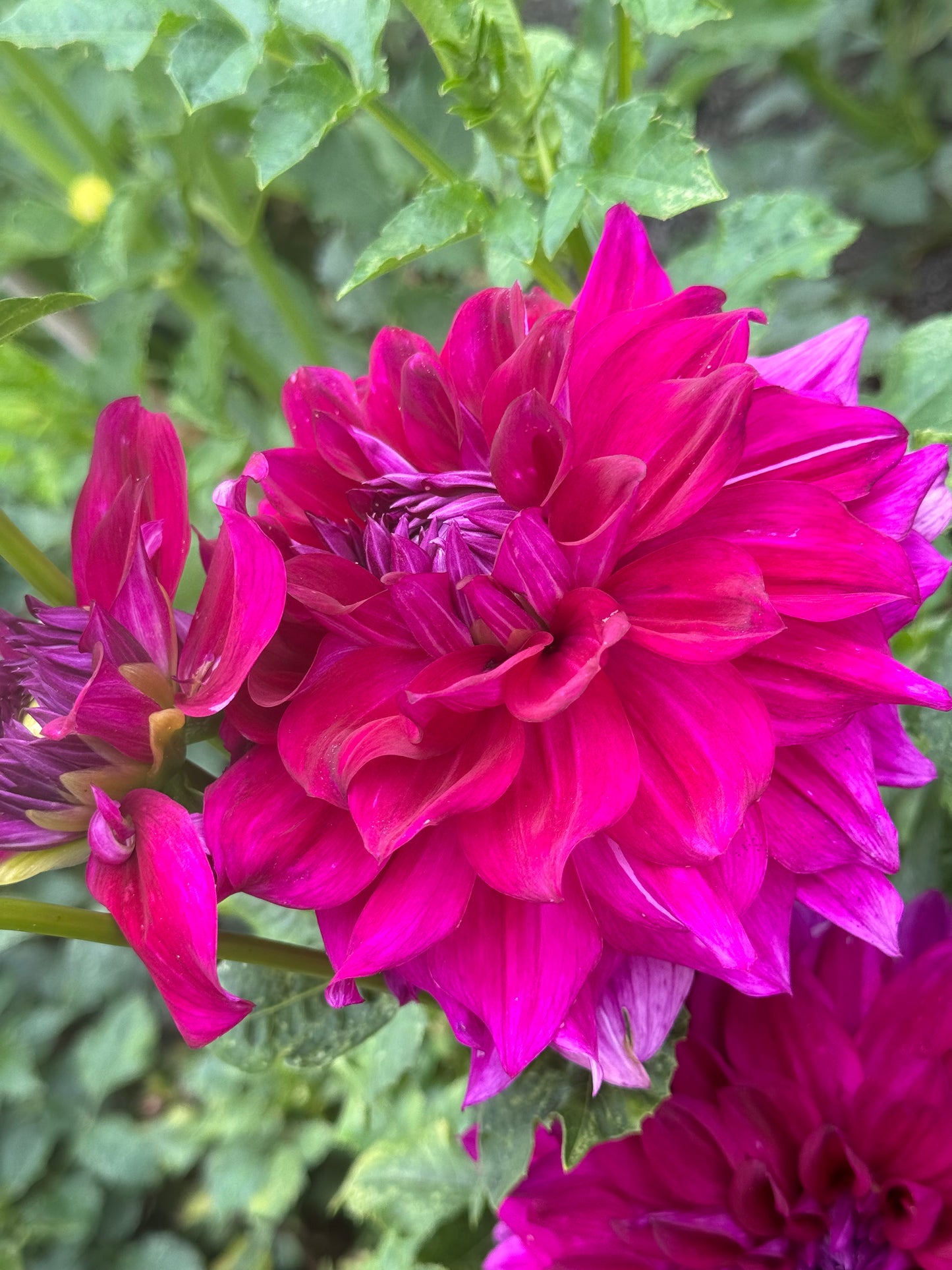 Wyn’s Fiesty Freda Dahlia